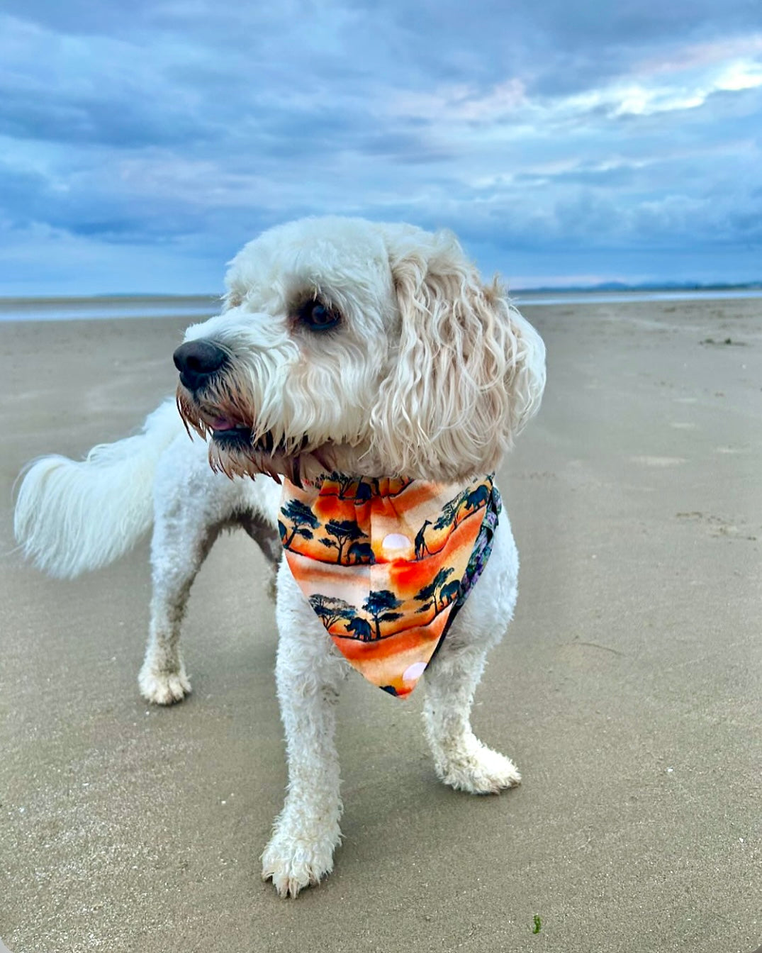 ‘Sunset Safari’ Pet Bandana