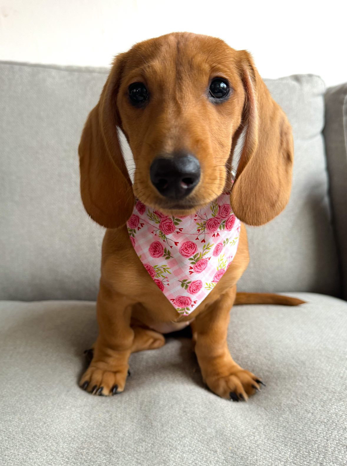 ‘Bloomin’ Lovely’ Pet Bandana