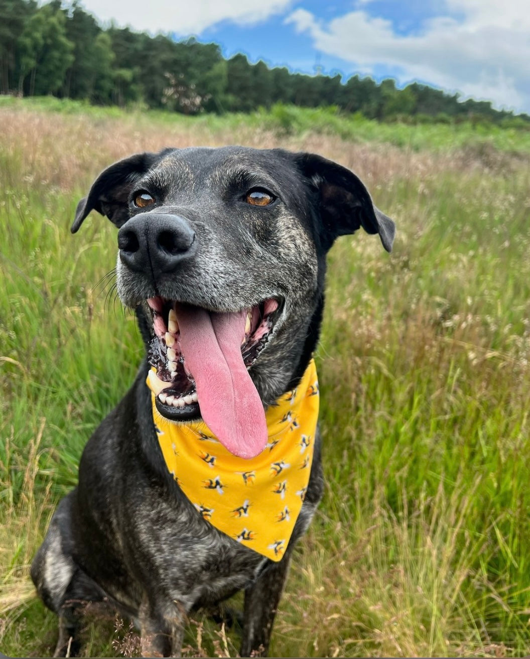 ‘Bee-utiful’ Pet Bandana (Mustard)