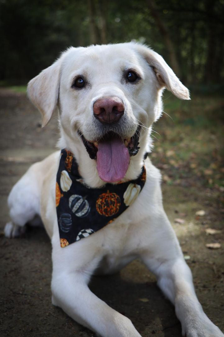 ‘Hello Pumpkin’ Pet Bandana