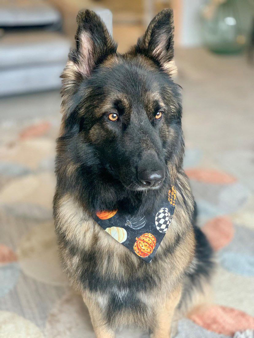 ‘Hello Pumpkin’ Pet Bandana