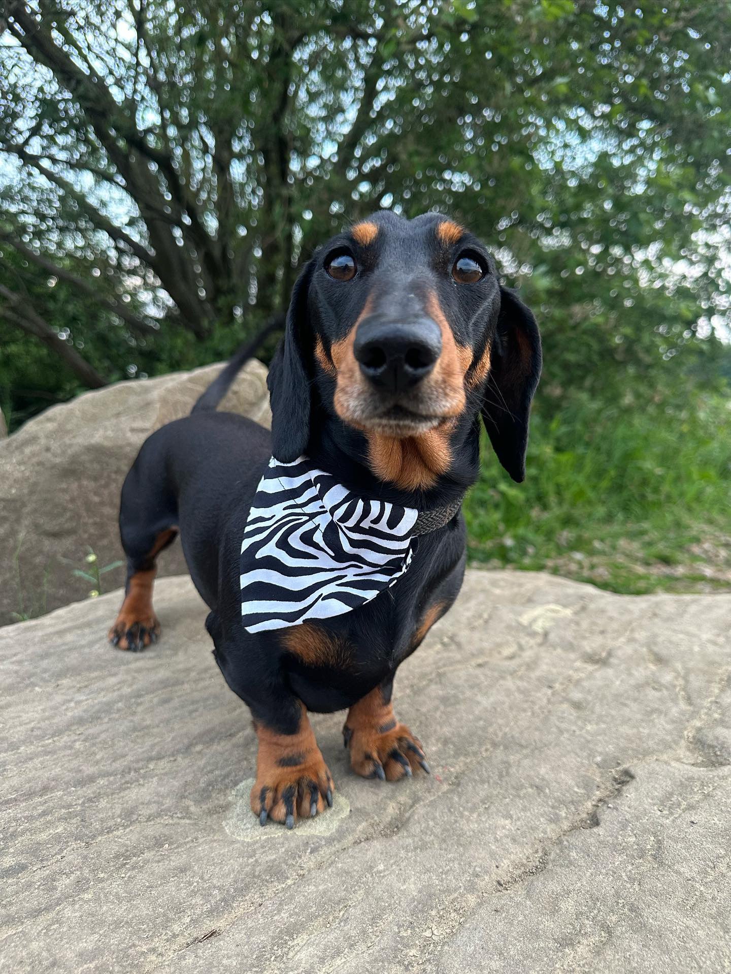 ‘Born To Be Wild’ Pet Bandana