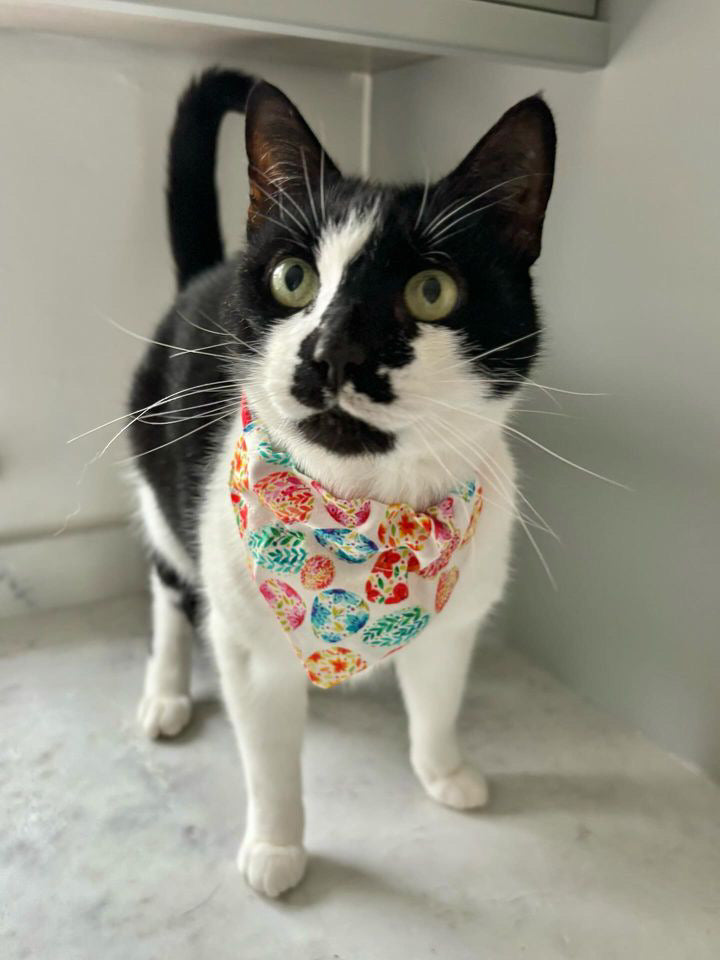 ‘Egg-stra Cute’ Pet Bandana