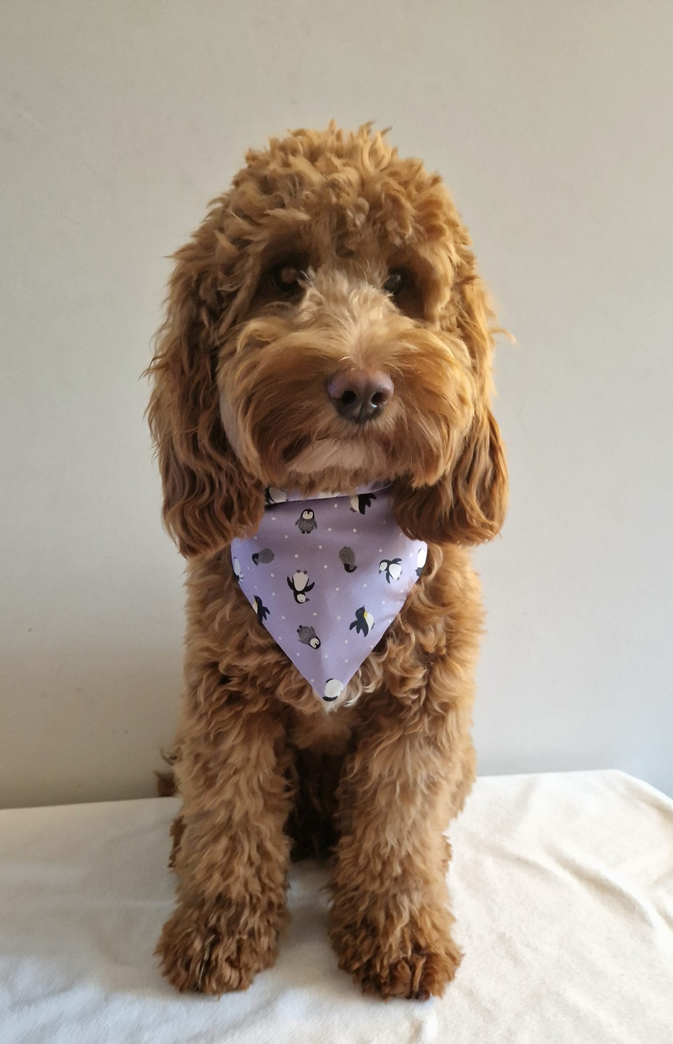 ‘Happy Paws’ Pet Bandana