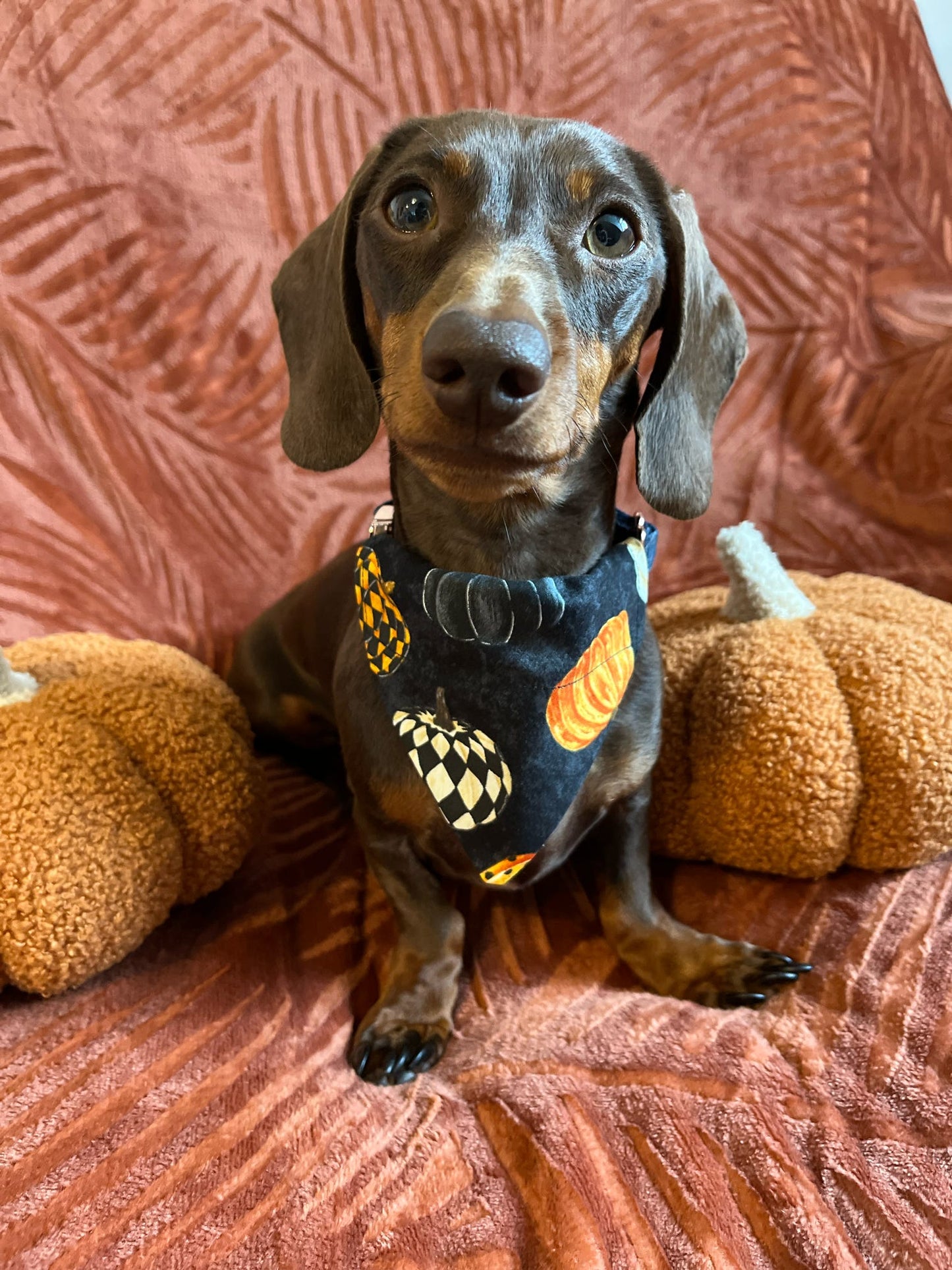 ‘Hello Pumpkin’ Pet Bandana