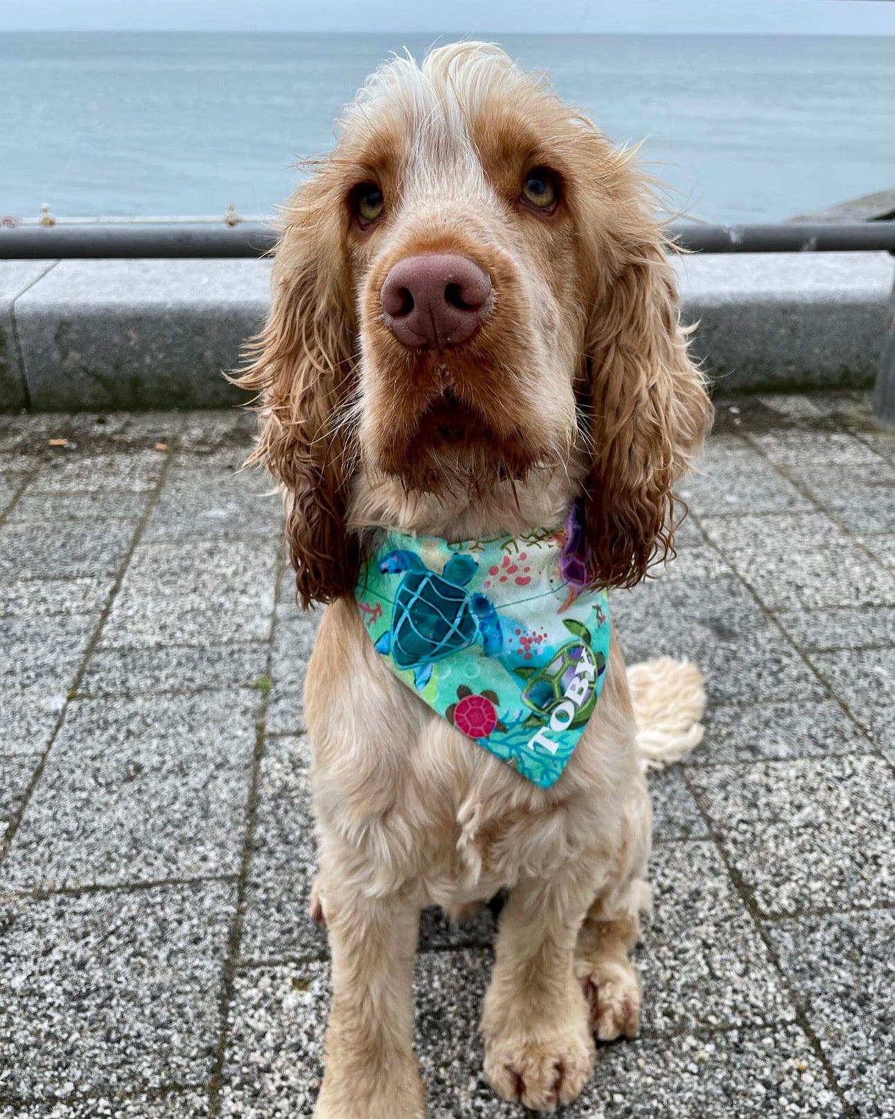 ‘Turtley Awesome’ Pet Bandana