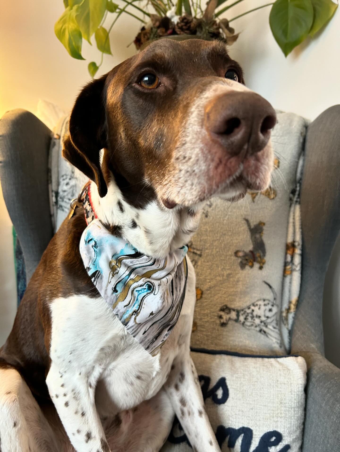 ‘Marble Noir’ Pet Bandana