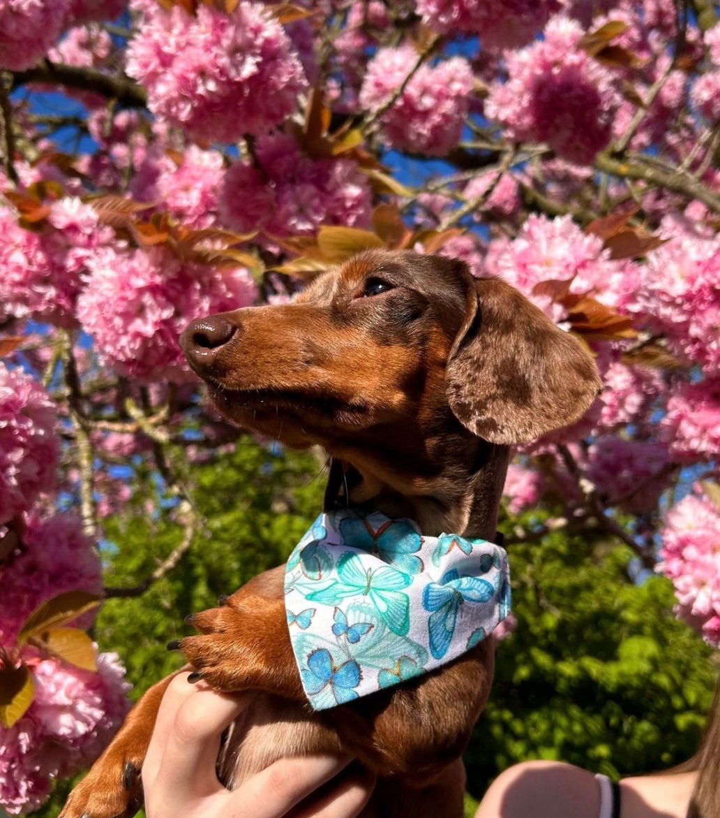 ‘Butterfly Kisses’ Pet Bandana