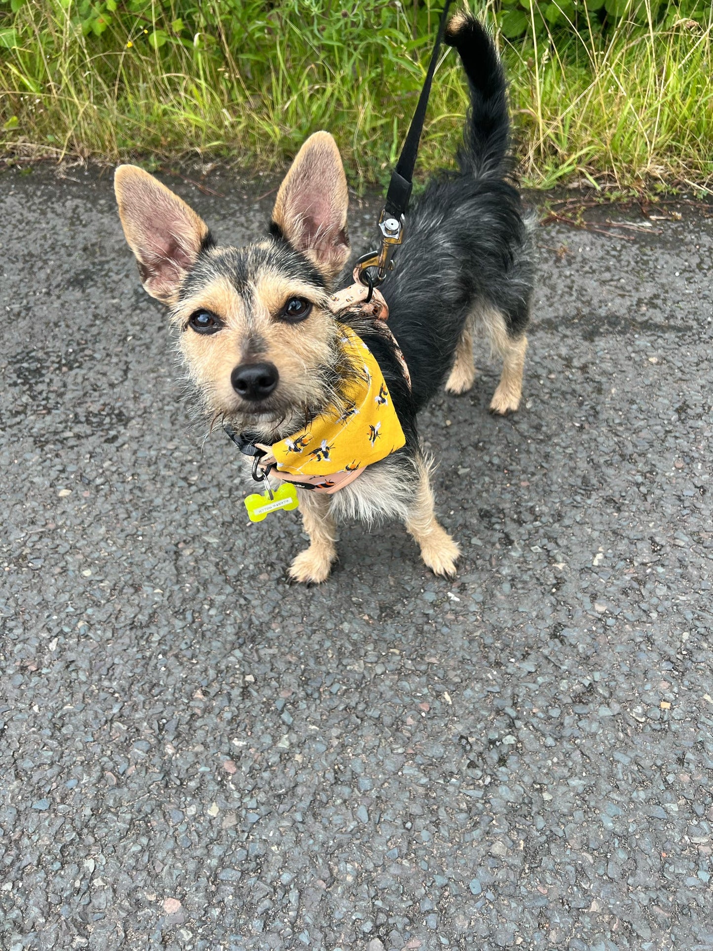 ‘Bee-utiful’ Pet Bandana (Mustard)