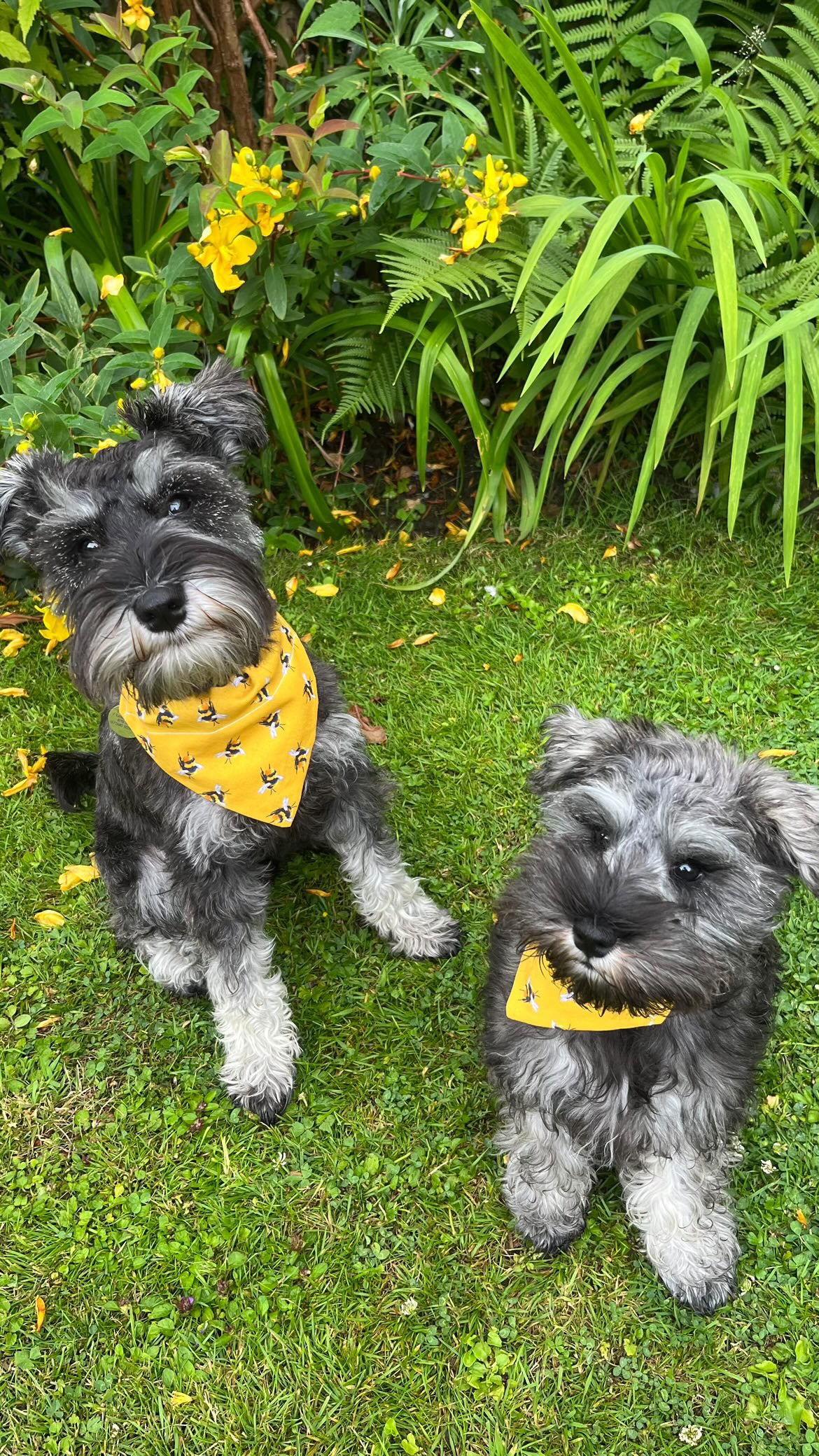 ‘Bee-utiful’ Pet Bandana (Mustard)