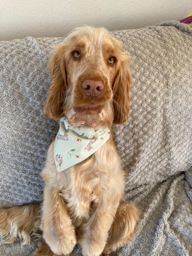 ‘Hoppin’ Into Spring’ Pet bandana