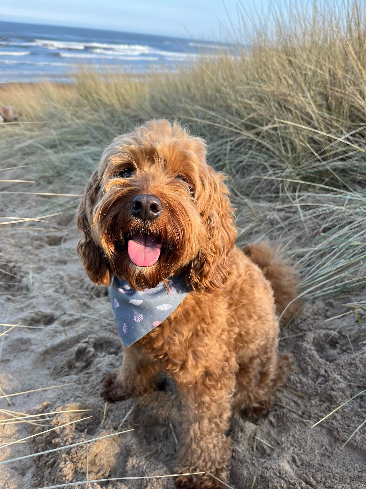 'Shell Yeah!' (Grey) Pet Bandana