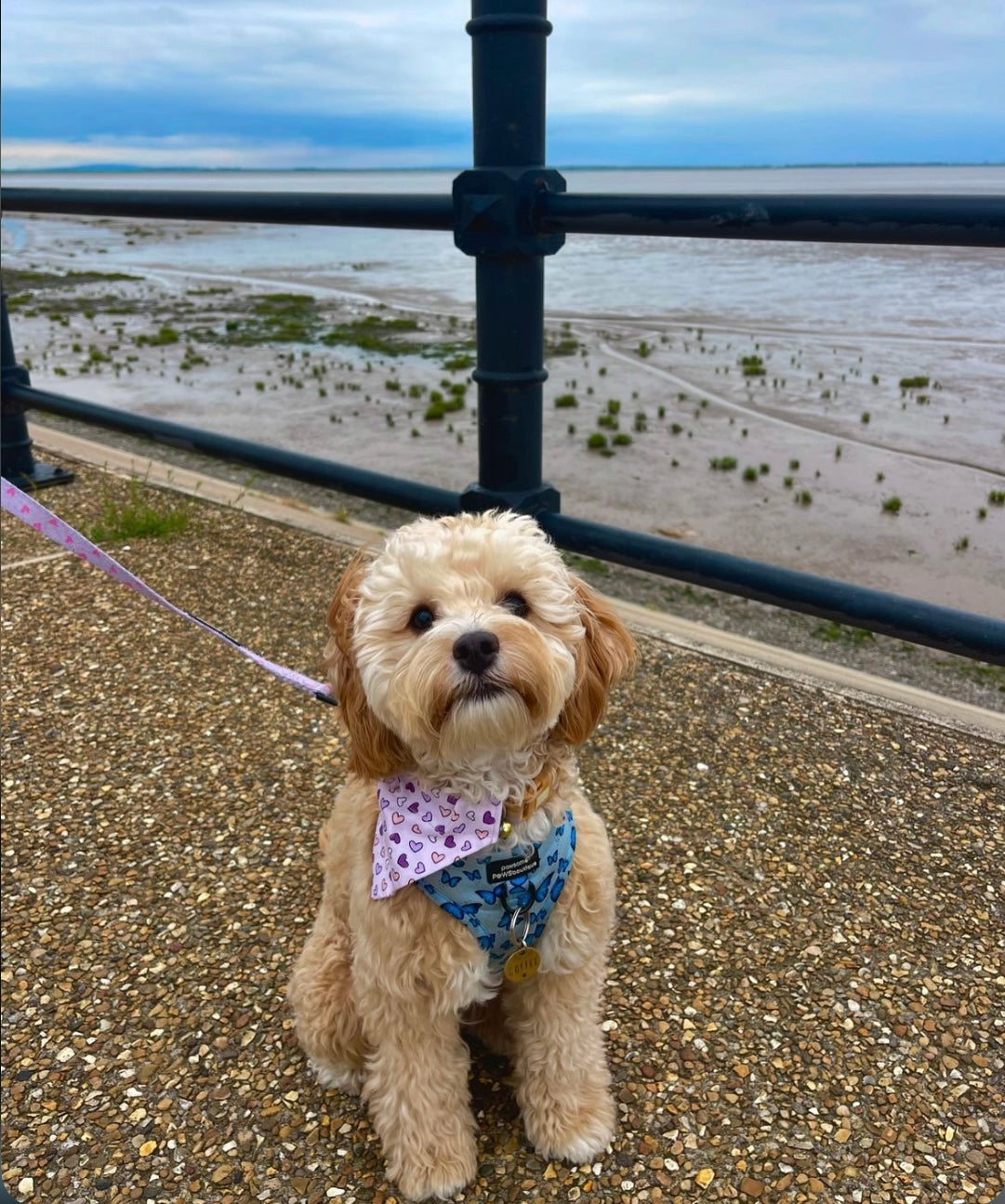 ‘Lavender Love’ Pet Bandana