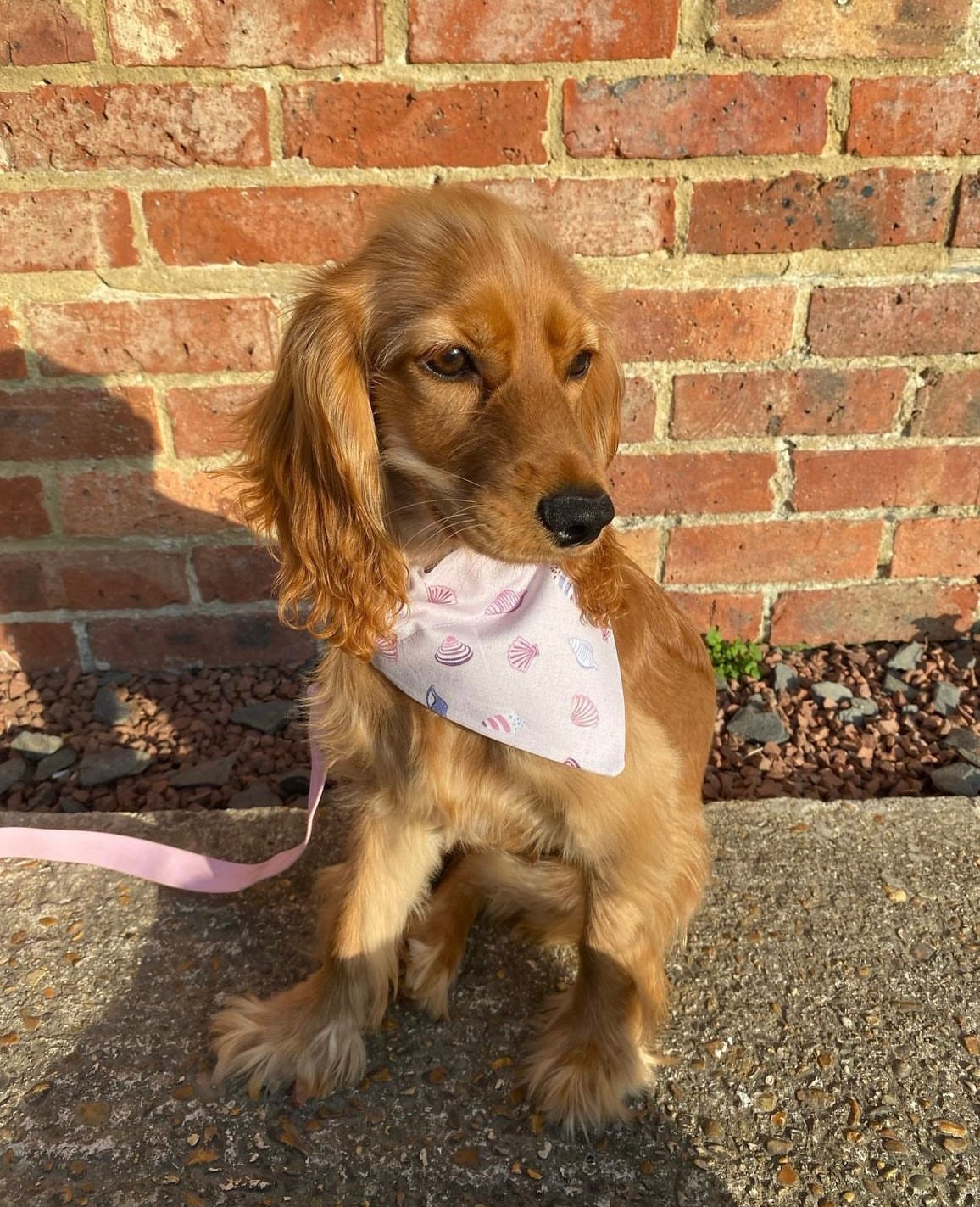 'Shell Yeah!' (Lilac) Pet Bandana