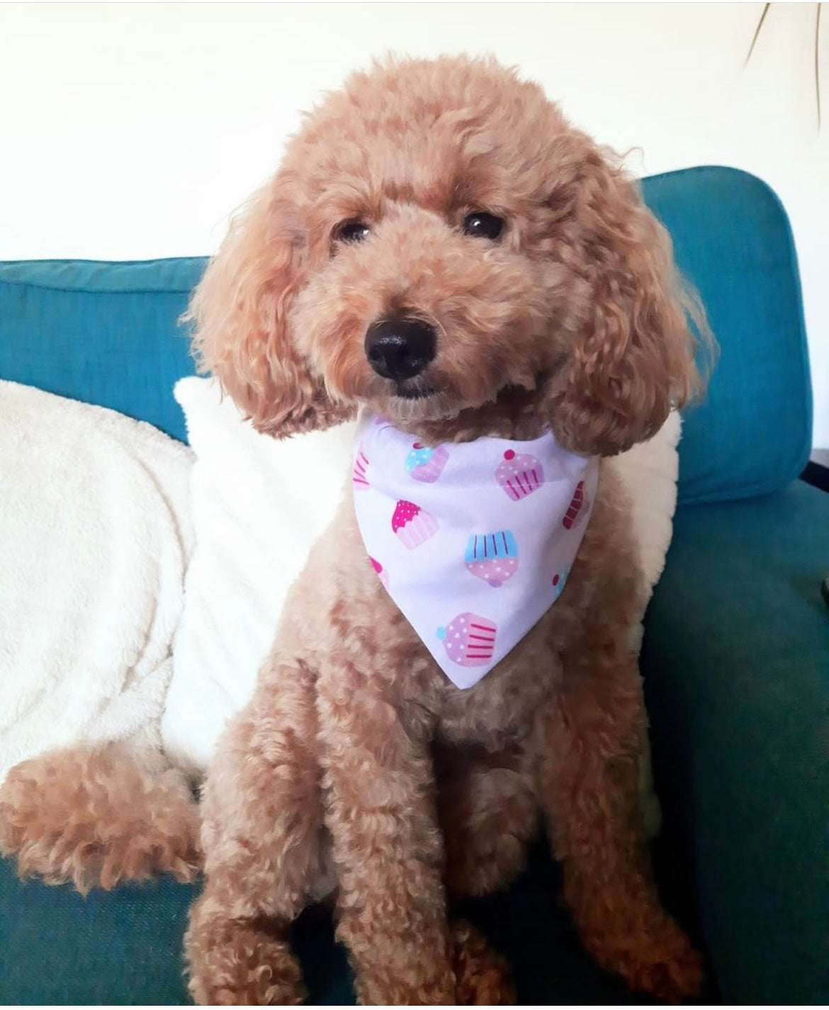 ‘Cupcake Celebration’ Pet Bandana