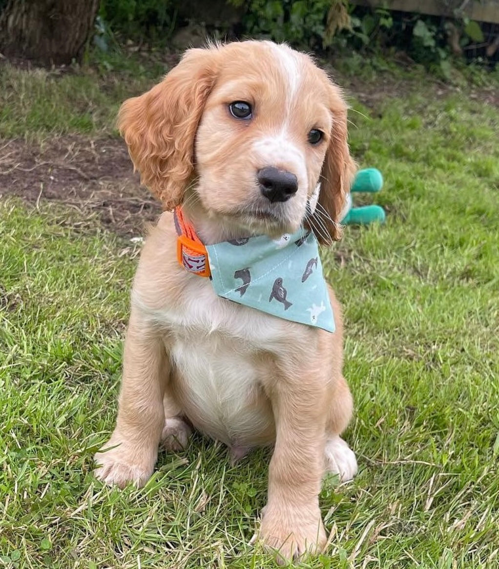 ‘So Sealy’ Pet Bandana