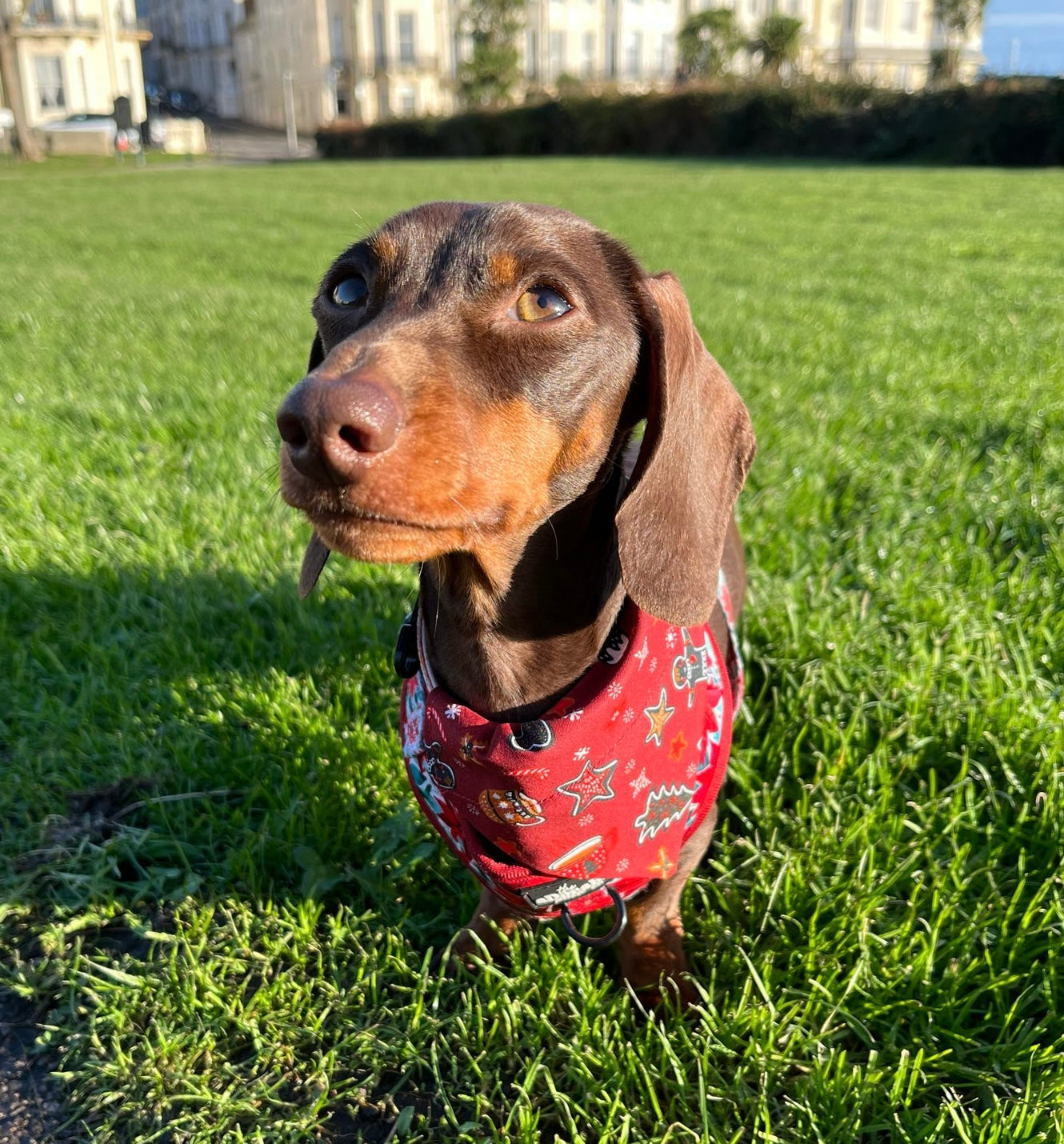 ‘Wag Into Christmas’ (Red) Pet Bandana