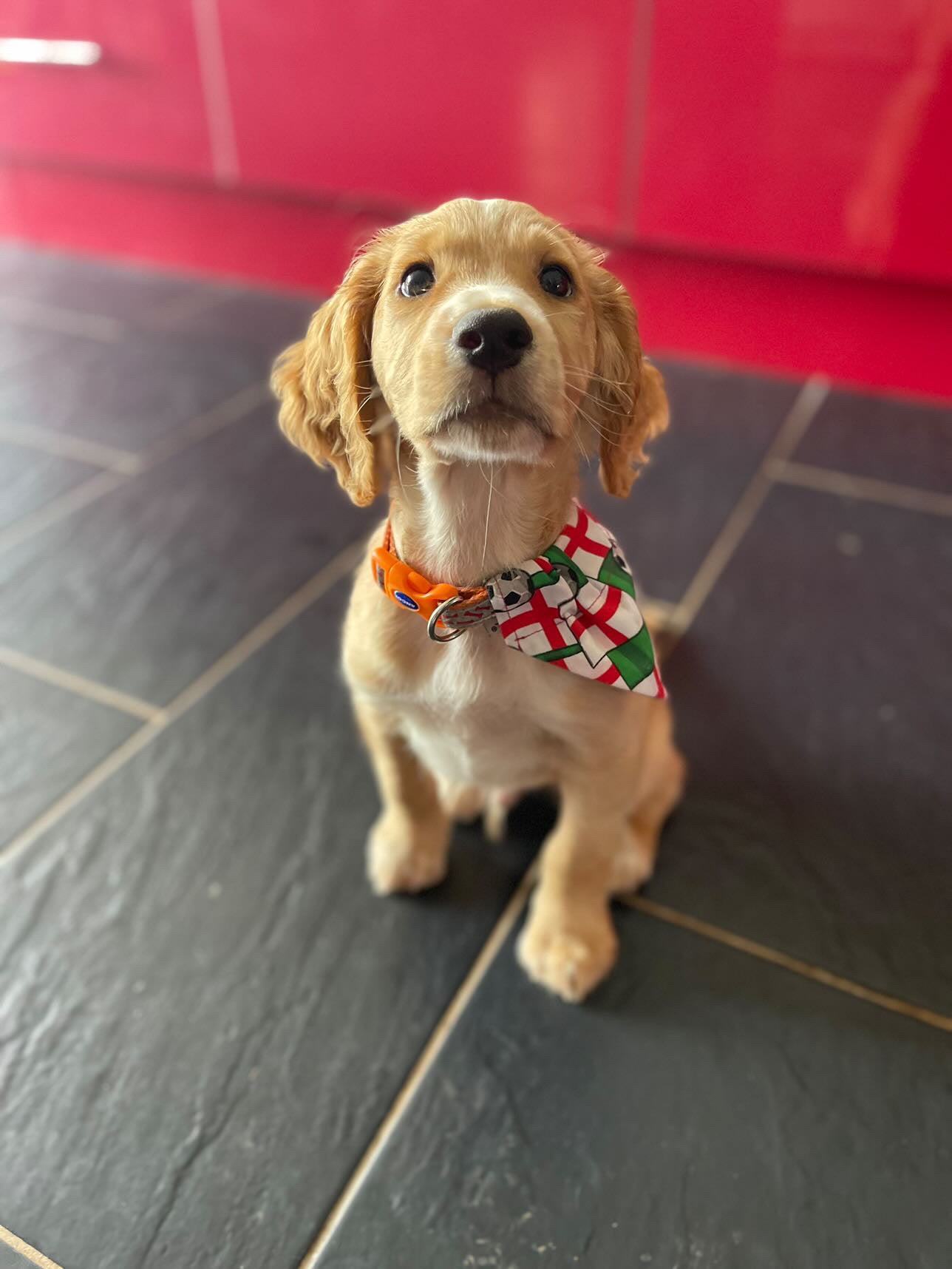 ‘On The Ball ⚽️’ Pet Bandana