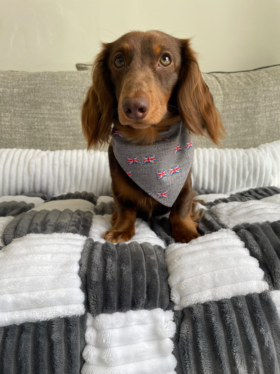 Union Jack Pet Bandana