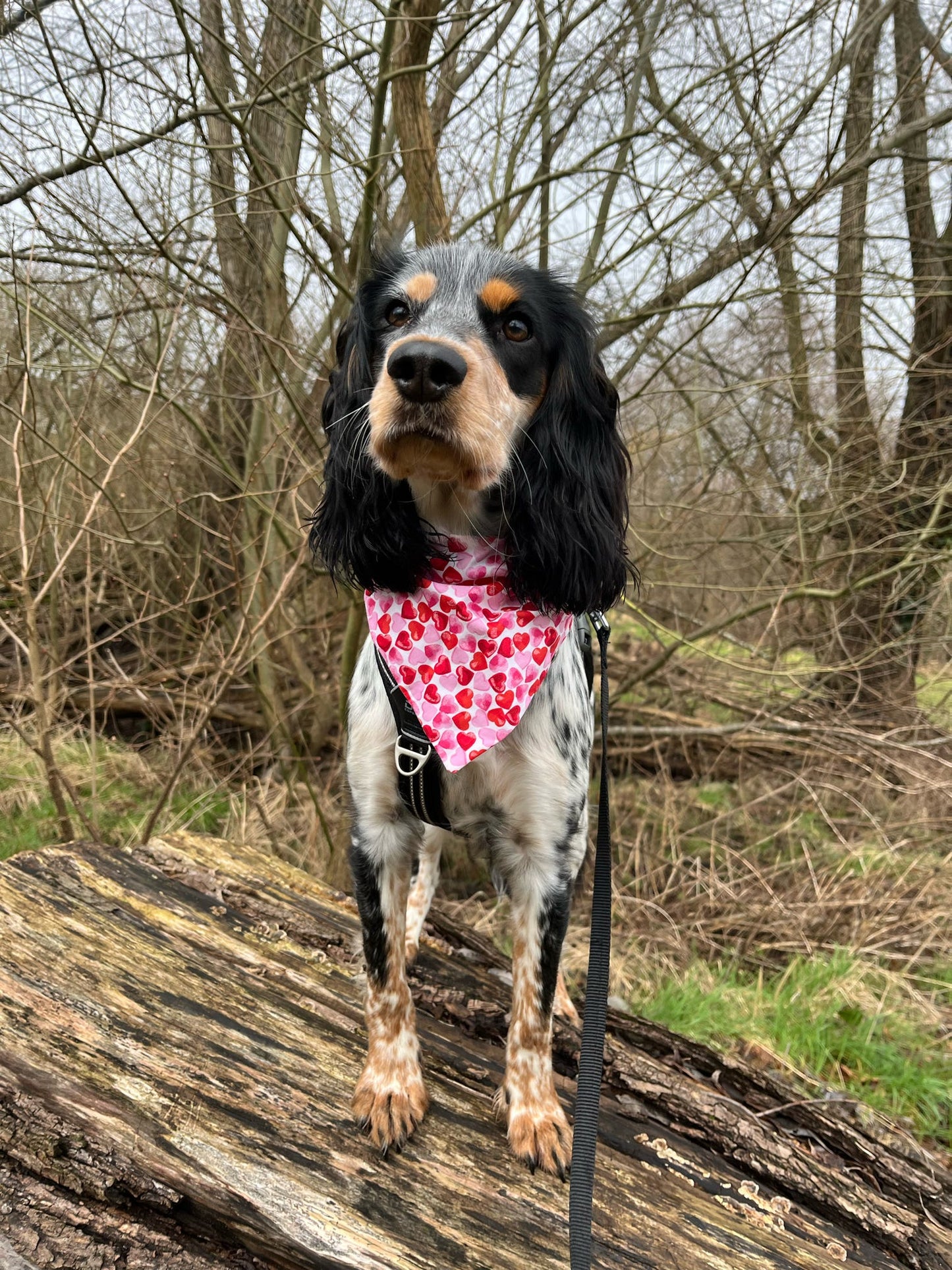 ‘Heart To Heart’ (White) Pet Bandana