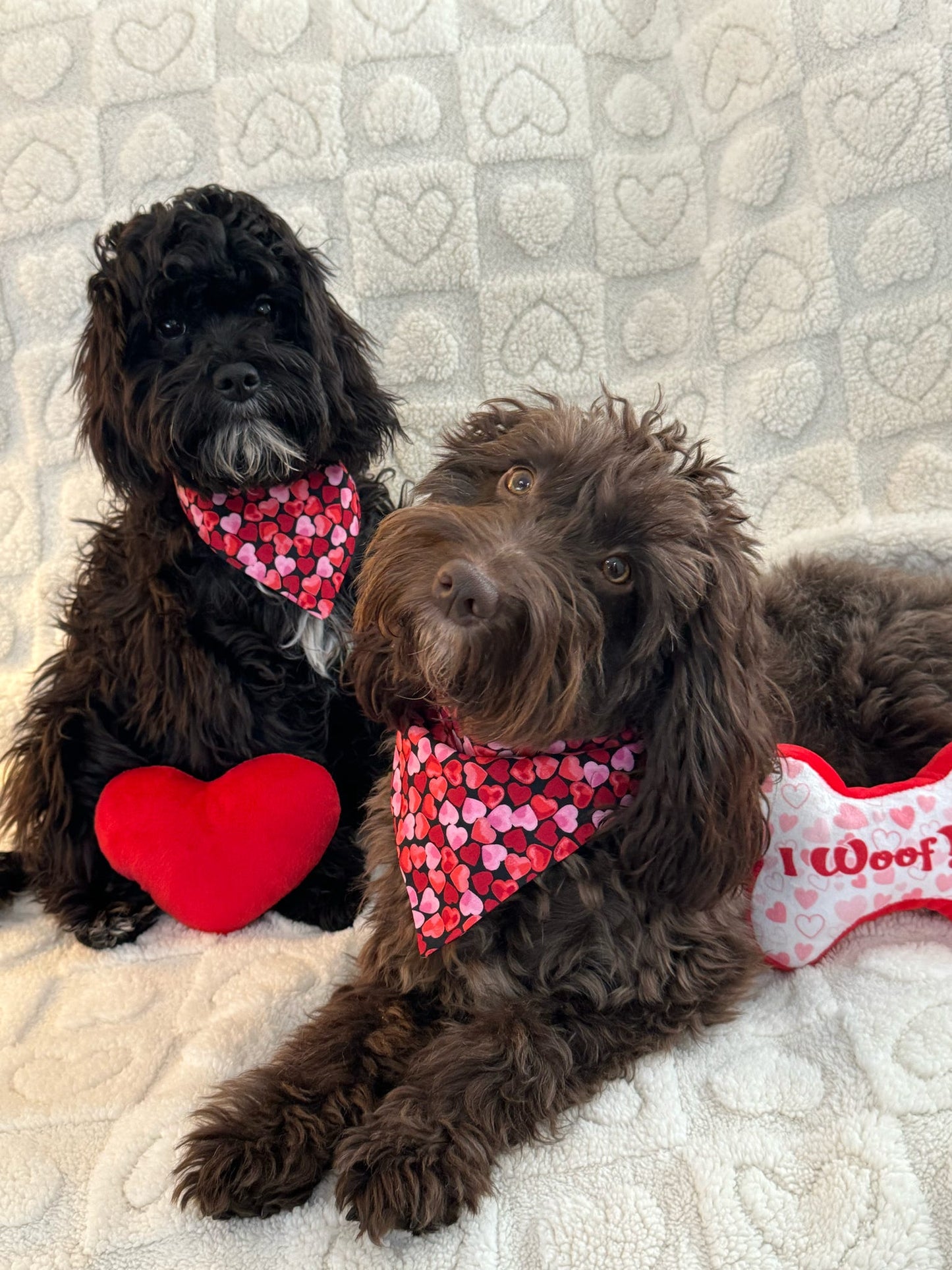 ‘Heart To Heart’ (Black) Pet Bandana