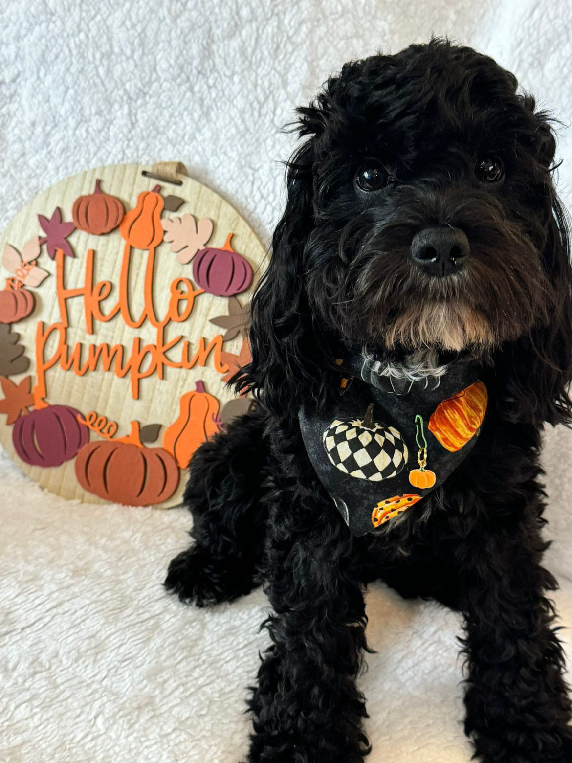 ‘Hello Pumpkin’ Pet Bandana