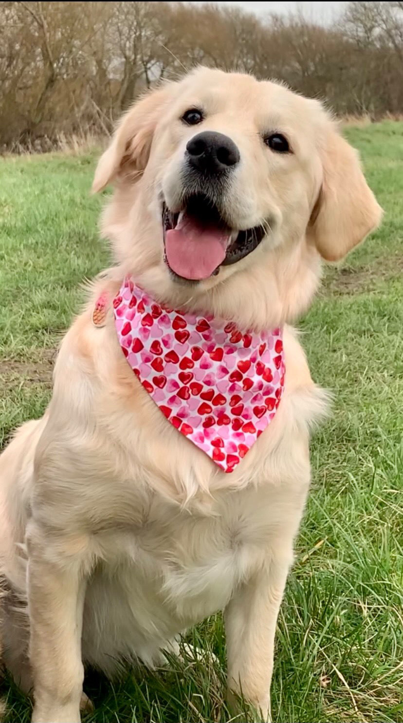 ‘Heart To Heart’ (White) Pet Bandana