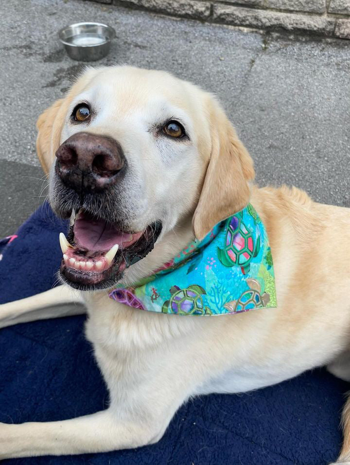 ‘Turtley Awesome’ Pet Bandana