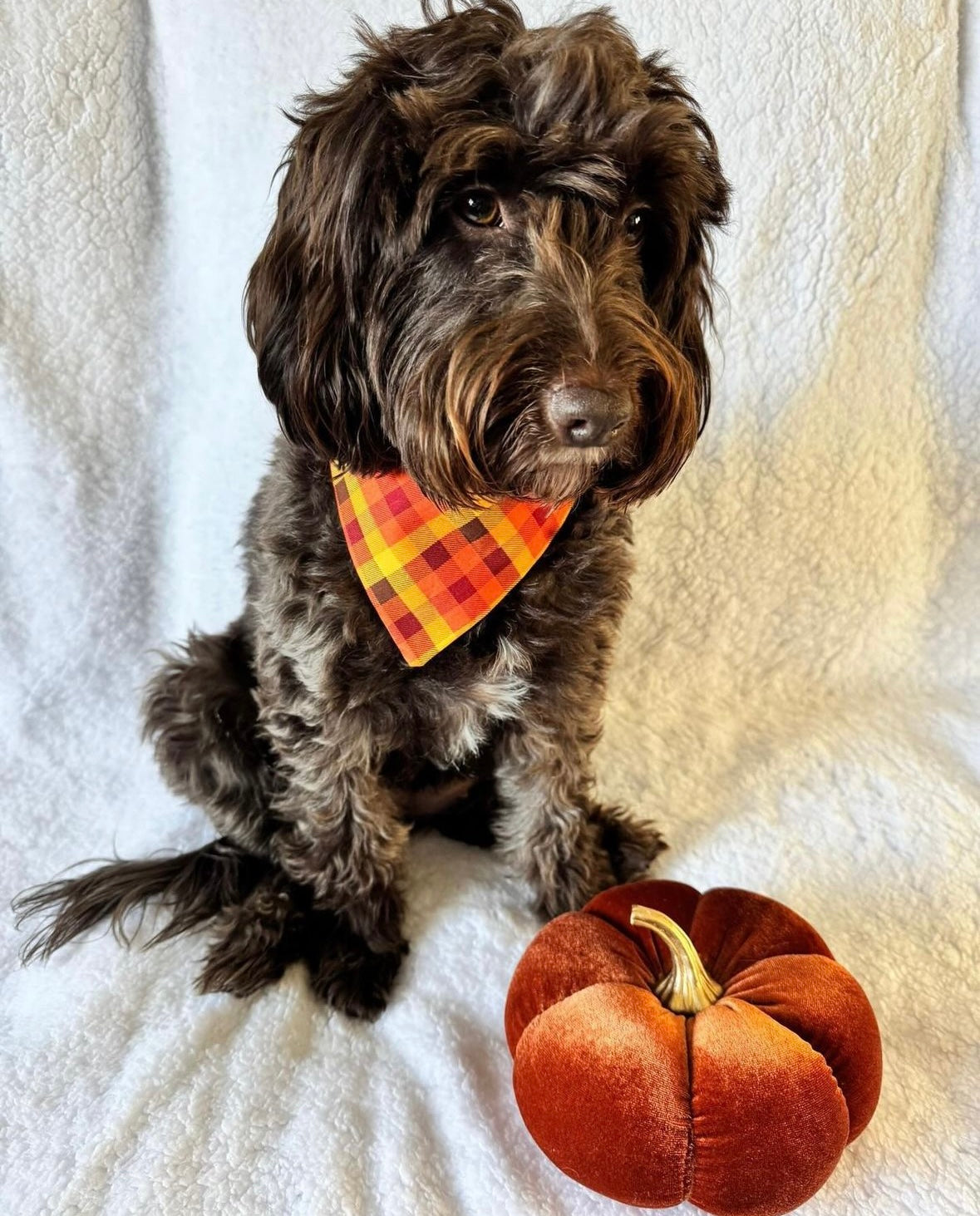 Sunset Haze Pet Bandana