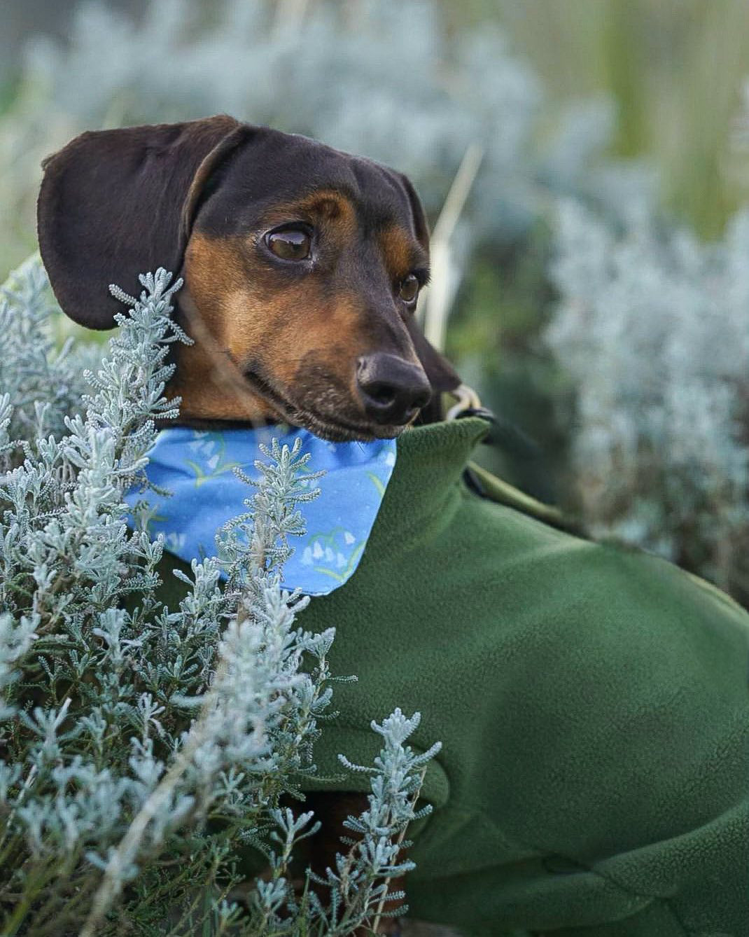 ‘Bluebell Woods’ Pet Bandana