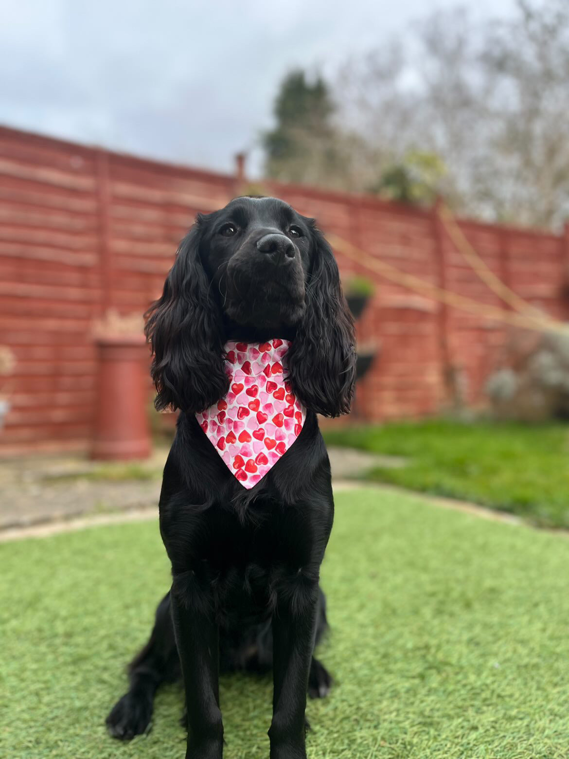 ‘Heart To Heart’ (White) Pet Bandana