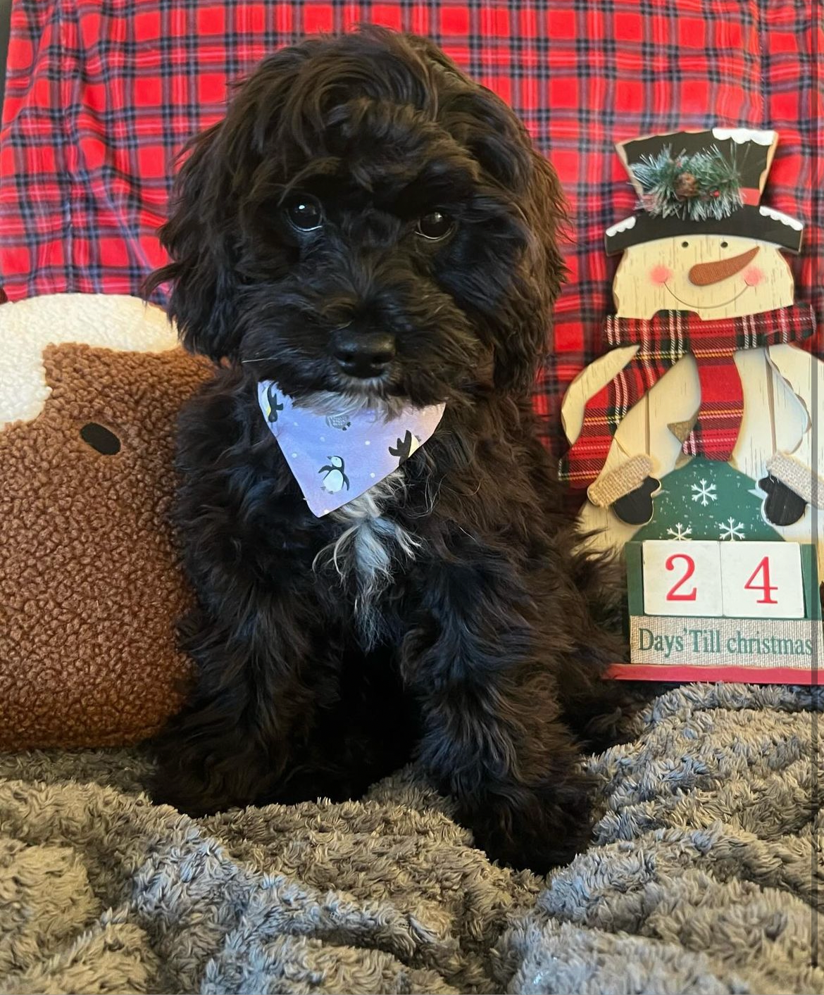 ‘Happy Paws’ Pet Bandana