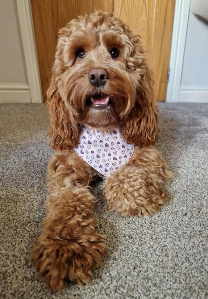 ‘Lavender Love’ Pet Bandana