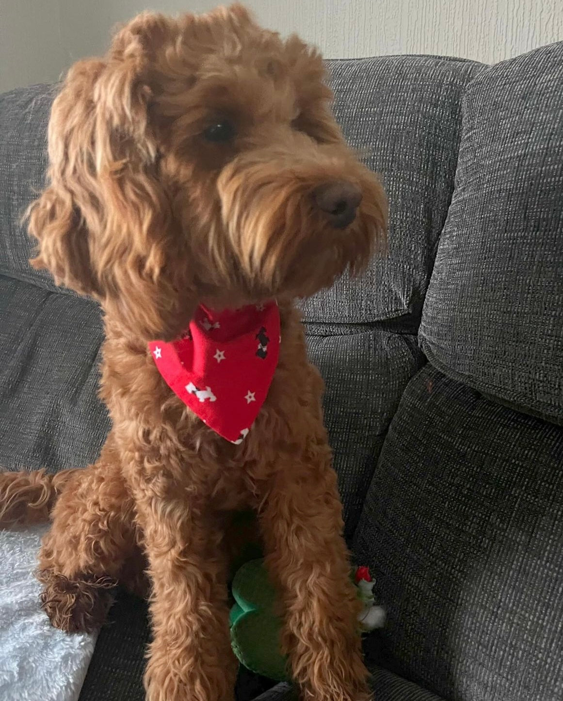 ‘A Christmas Tail’ Pet Bandana