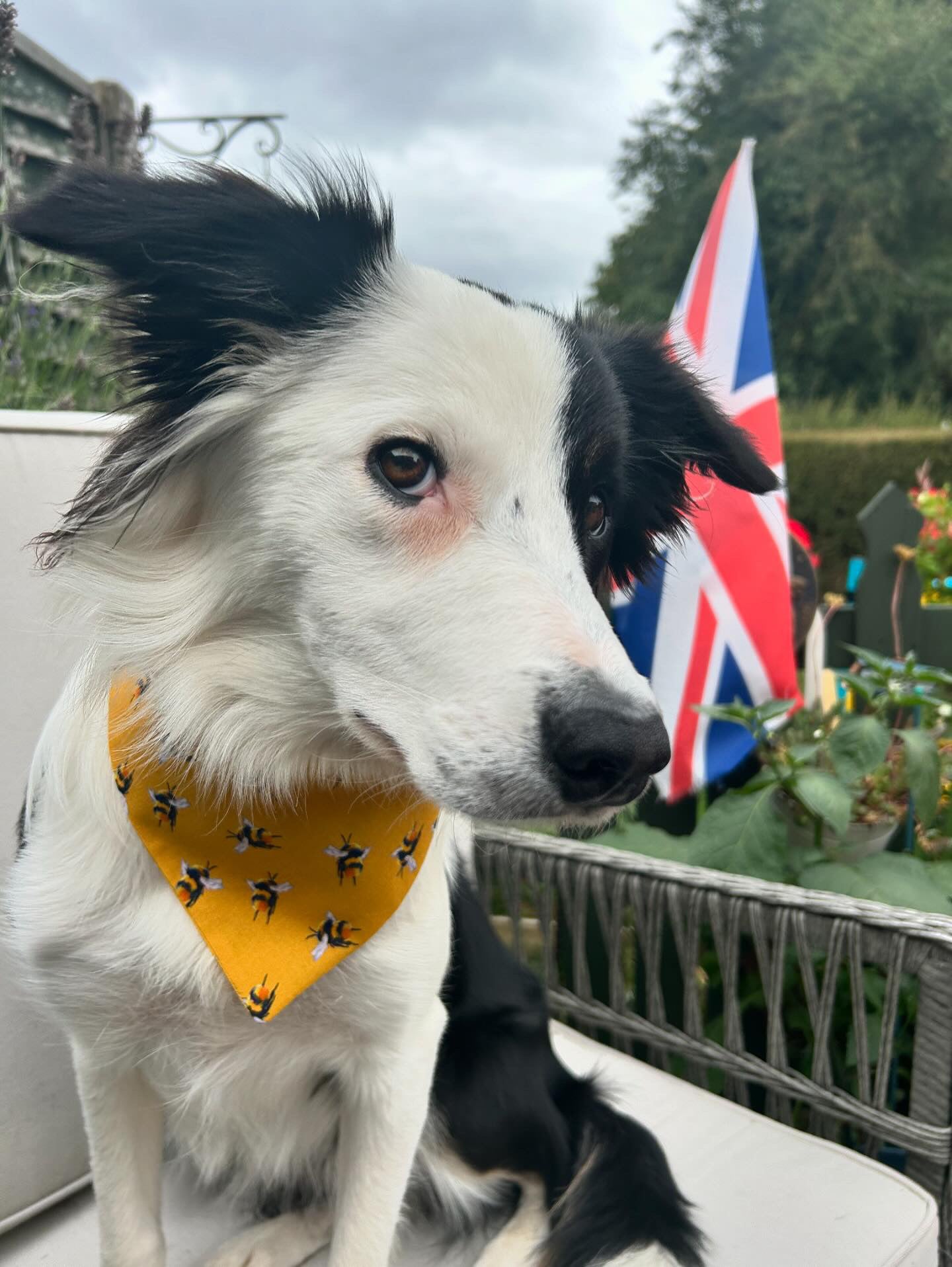 ‘Bee-utiful’ Pet Bandana (Mustard)