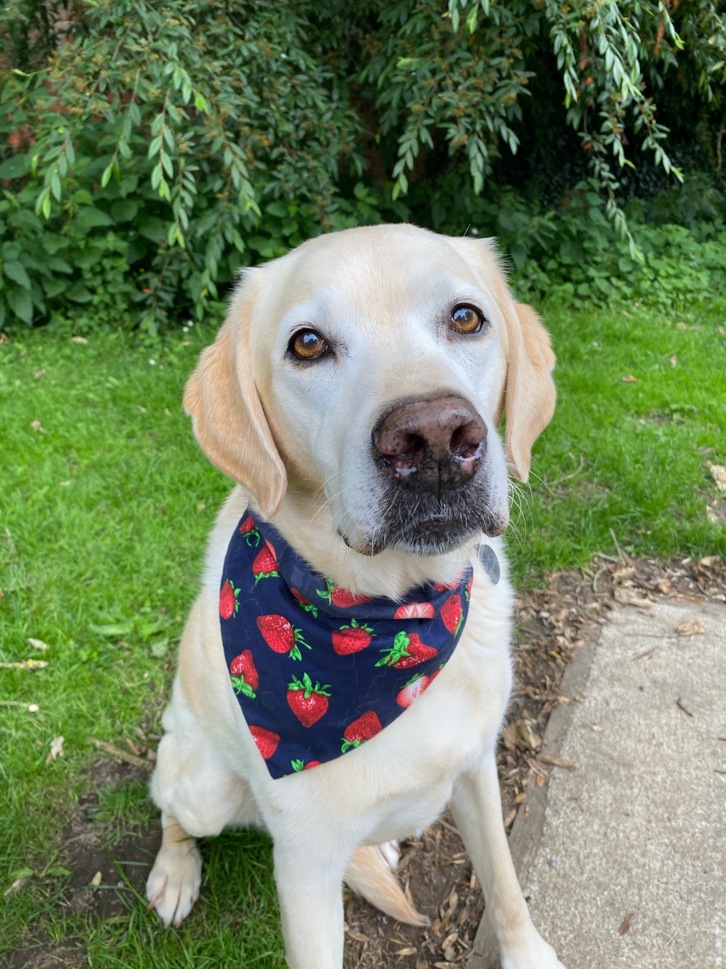 ‘Berry Sweet’ Pet Bandana