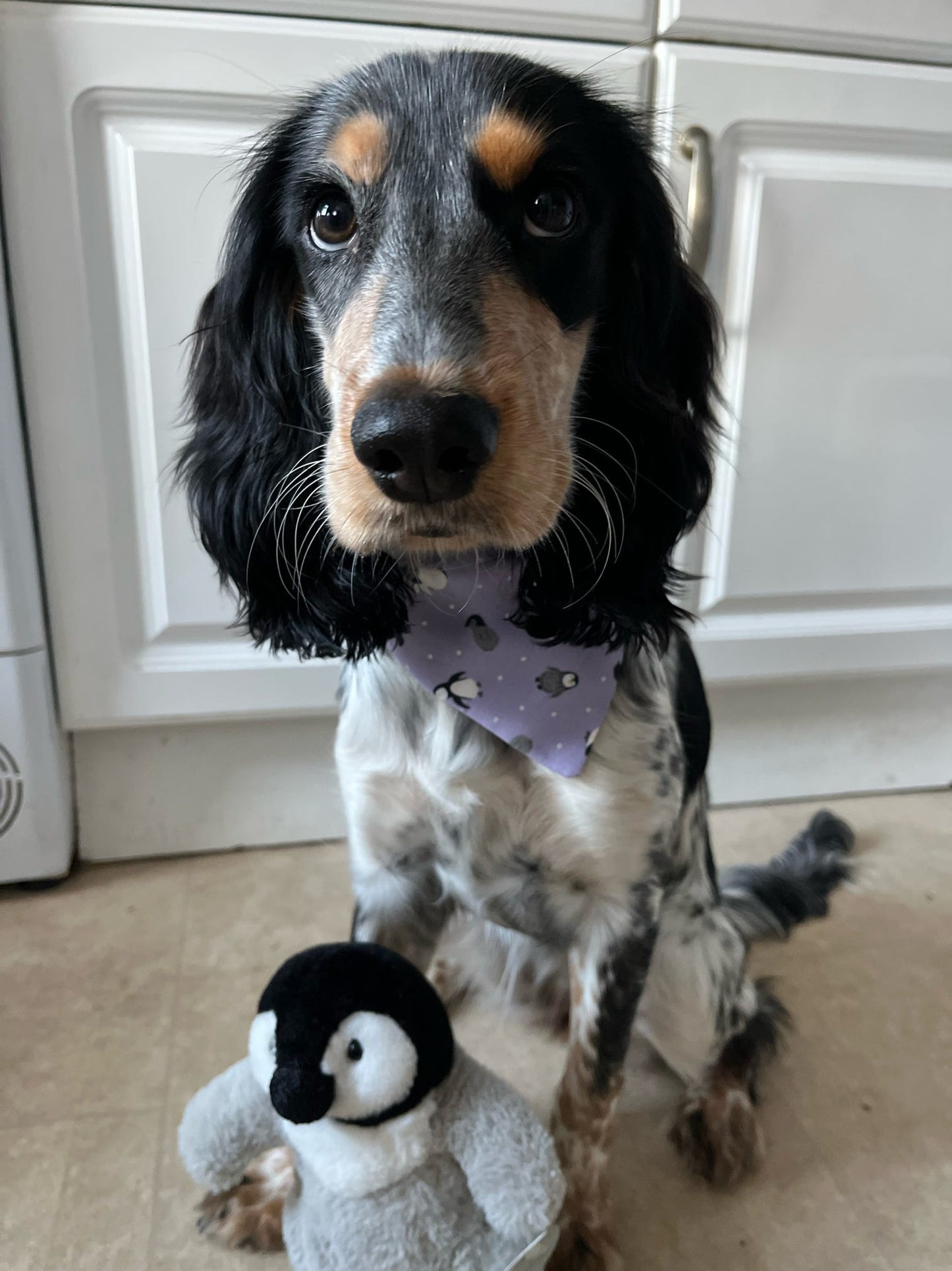 ‘Happy Paws’ Pet Bandana