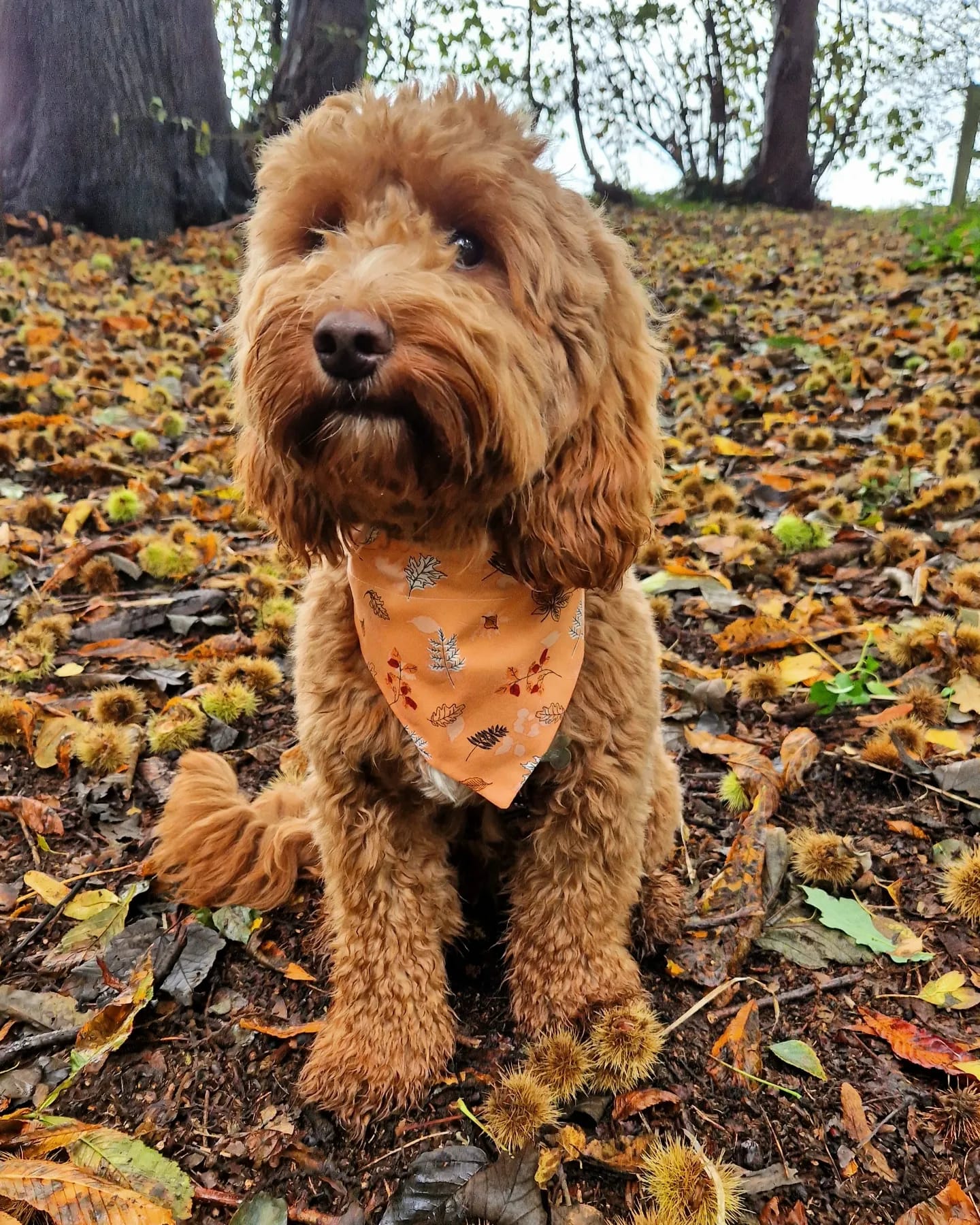 ‘Fall In Love’ Pet Bandana