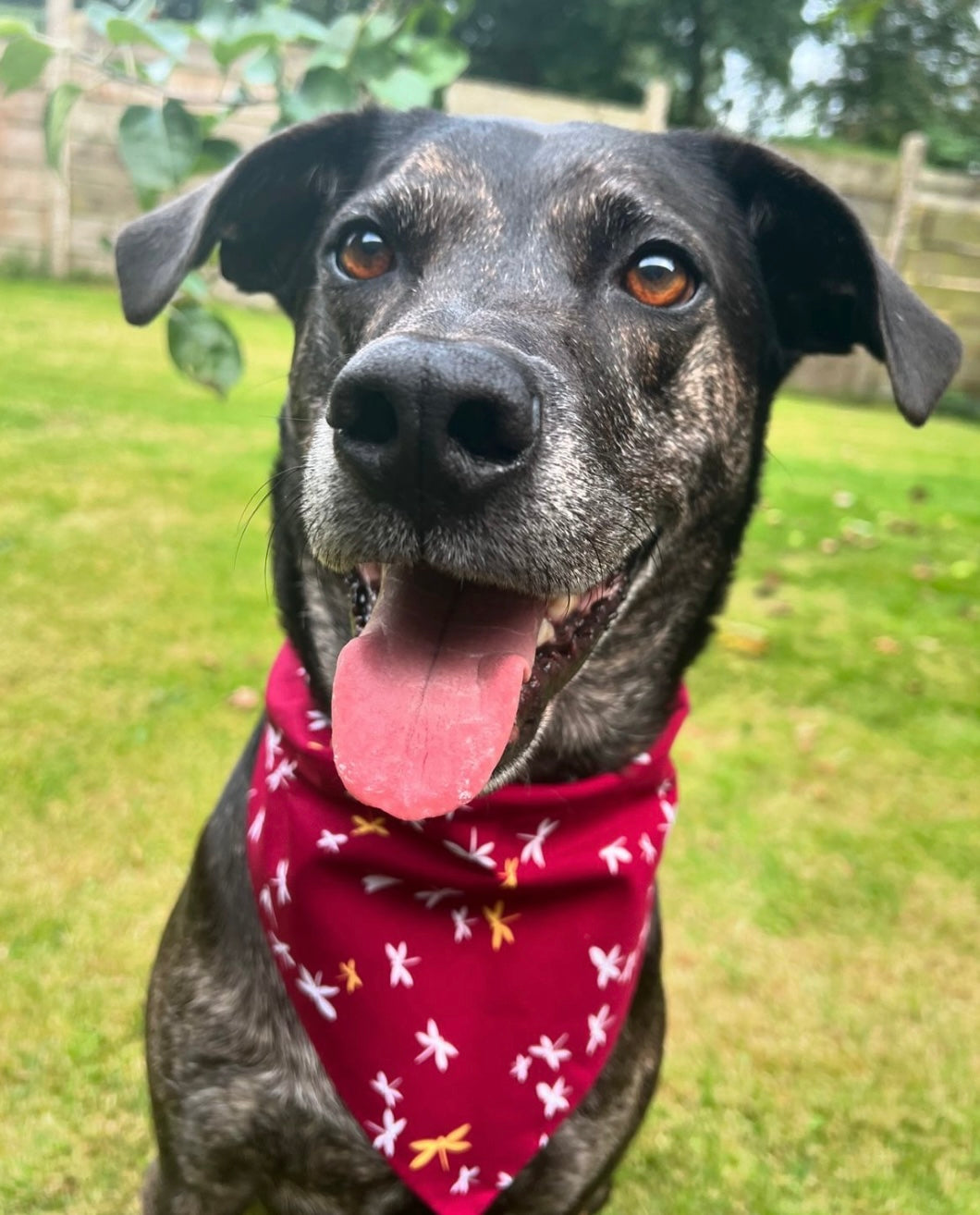 ‘Fly High’ Pet Bandana