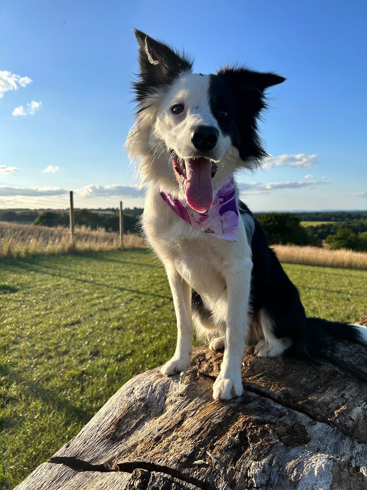 ‘Marbleous’ Pet Bandana