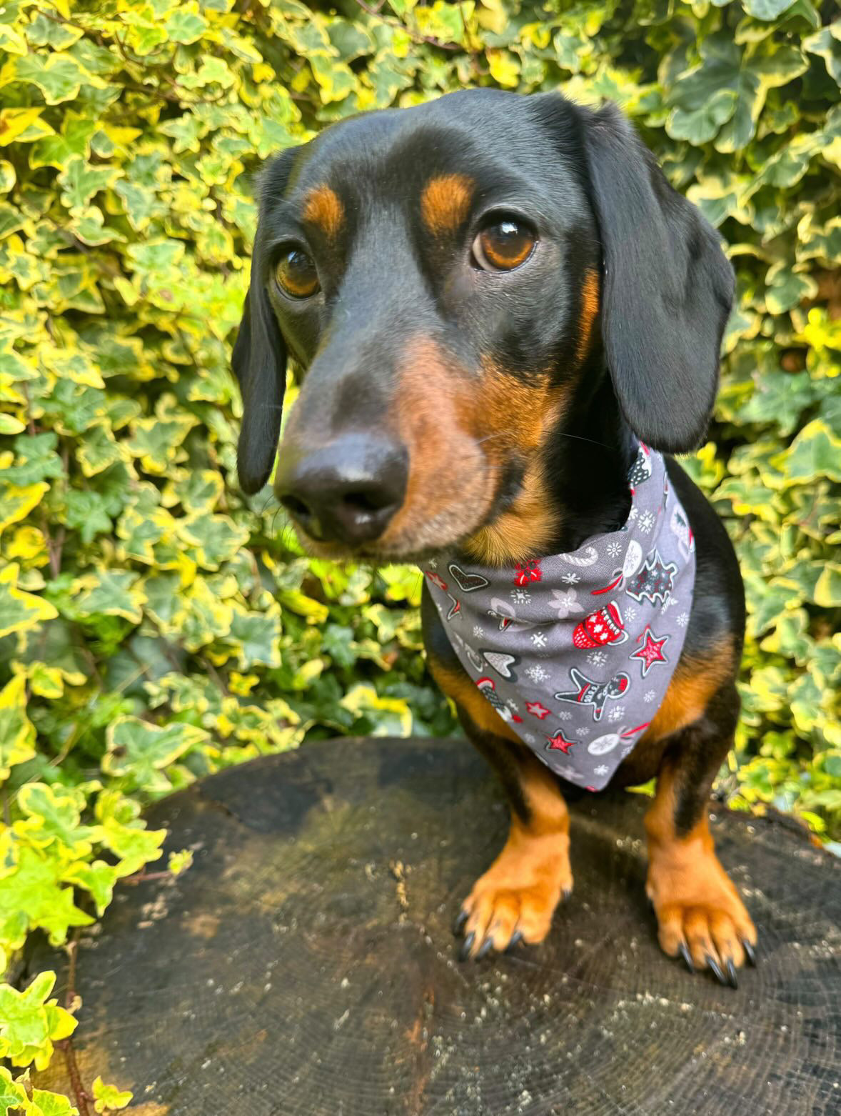 ‘Wag Into Christmas’ (Grey) Pet Bandana