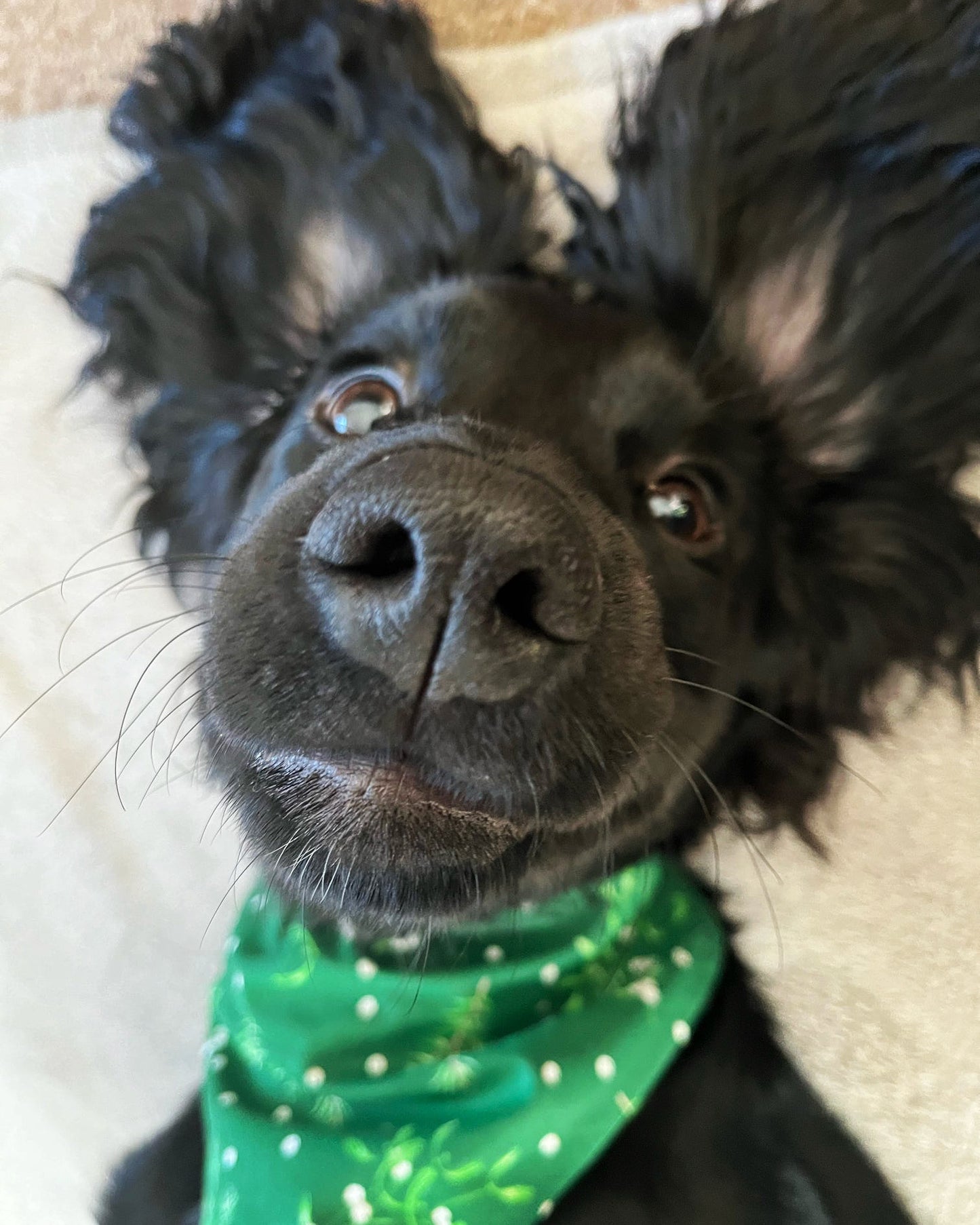 ‘Mistletoe Kisses’ Pet Bandana