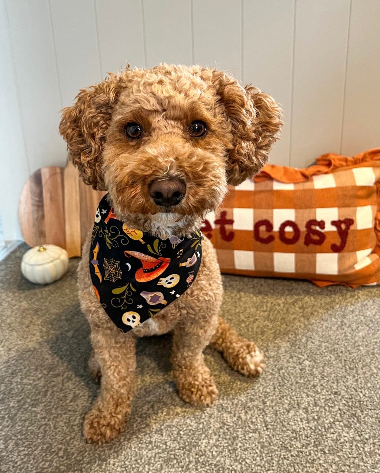 ‘Too Cute To Spook’ Pet Bandana