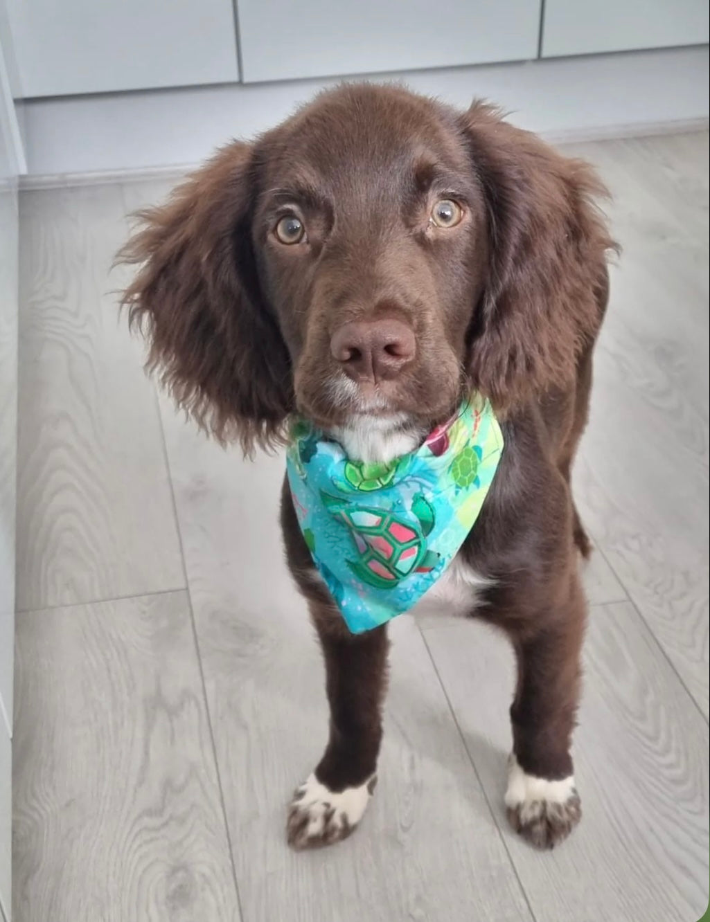 ‘Turtley Awesome’ Pet Bandana