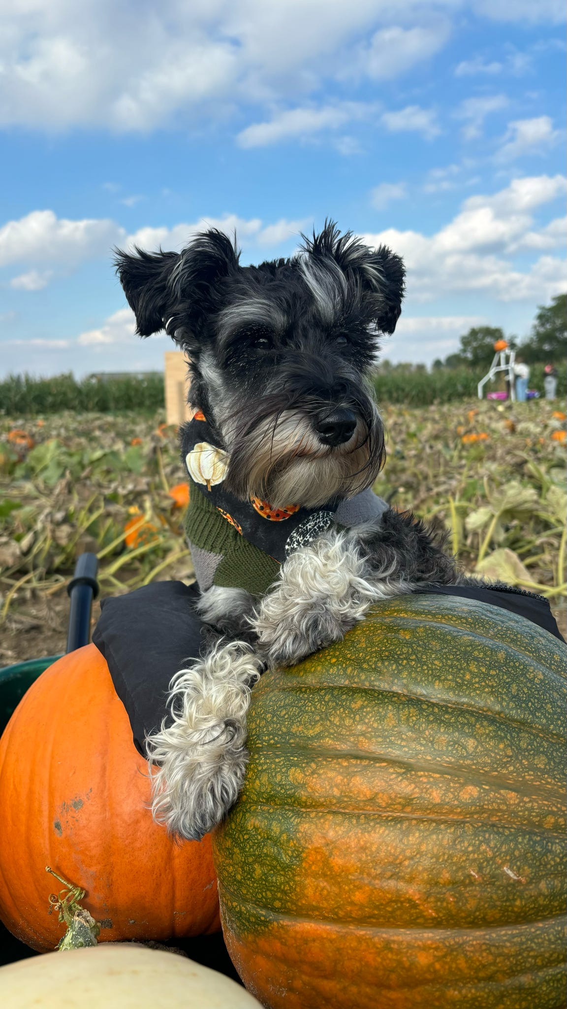 ‘Hello Pumpkin’ Pet Bandana