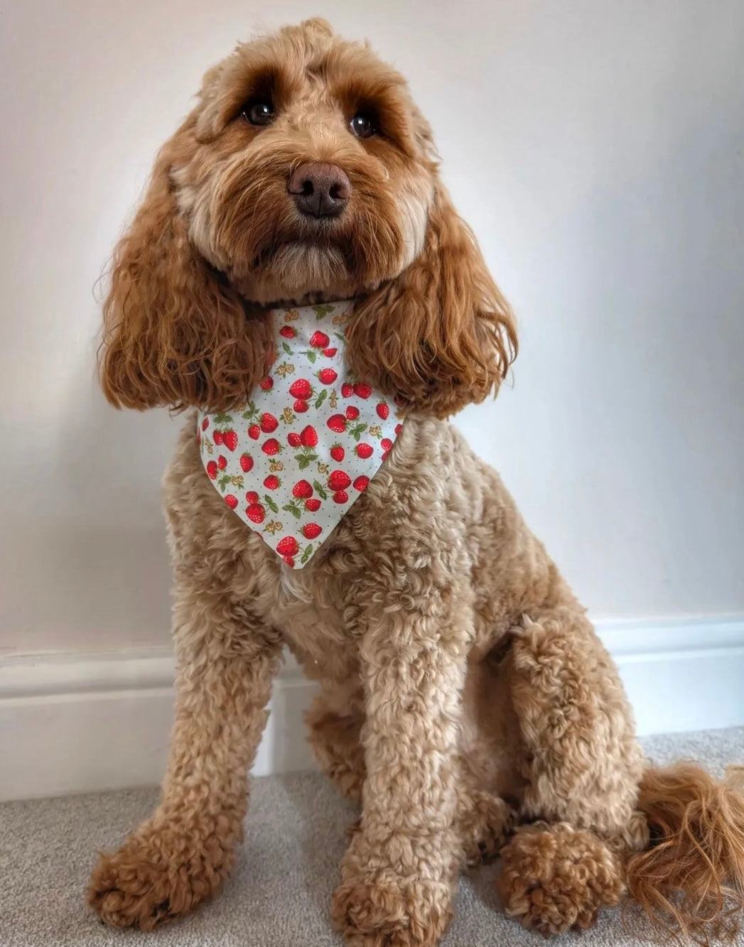 Strawberries & Cream Pet Bandana