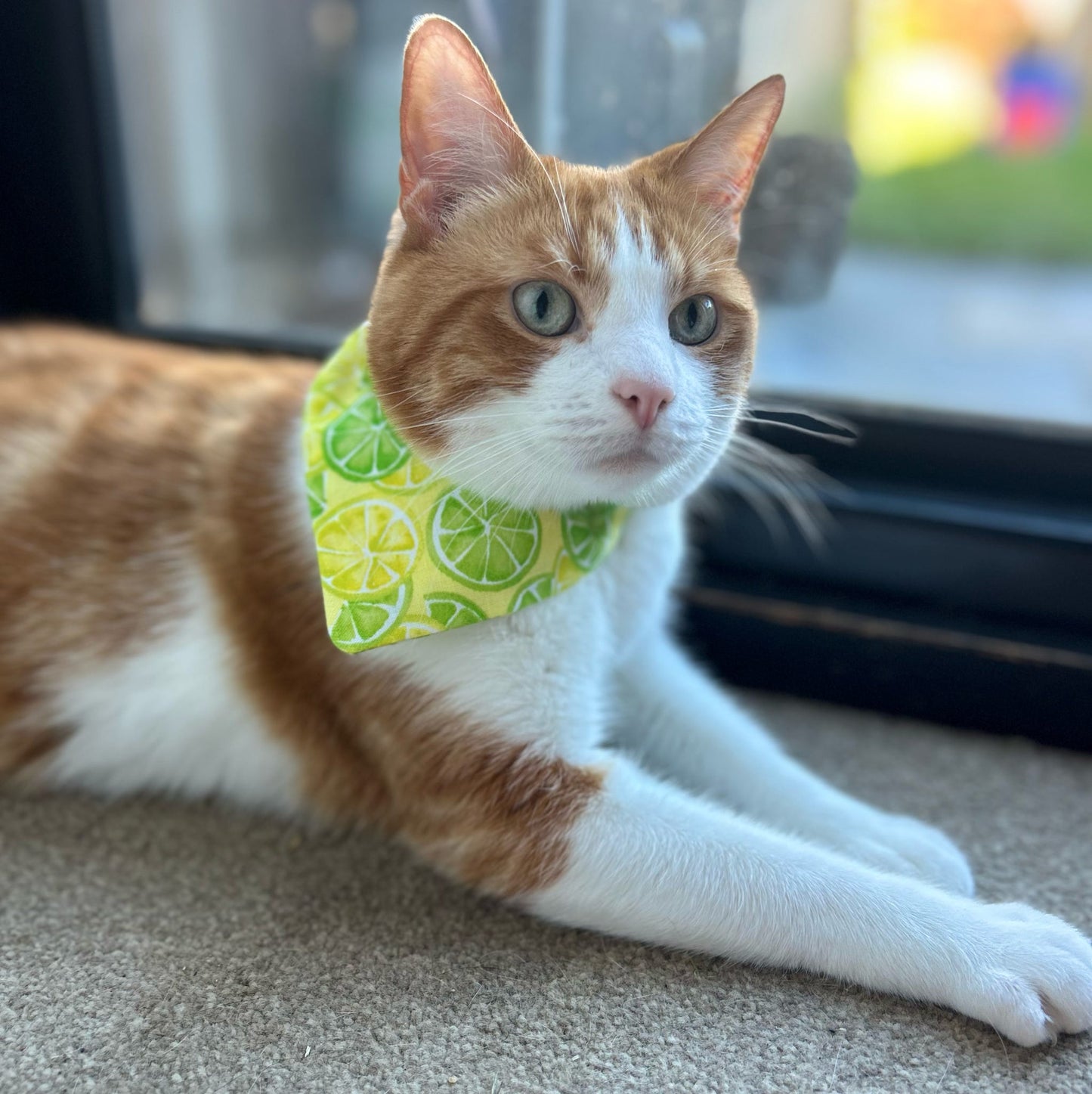 ‘Zest To Impress’ Pet Bandana