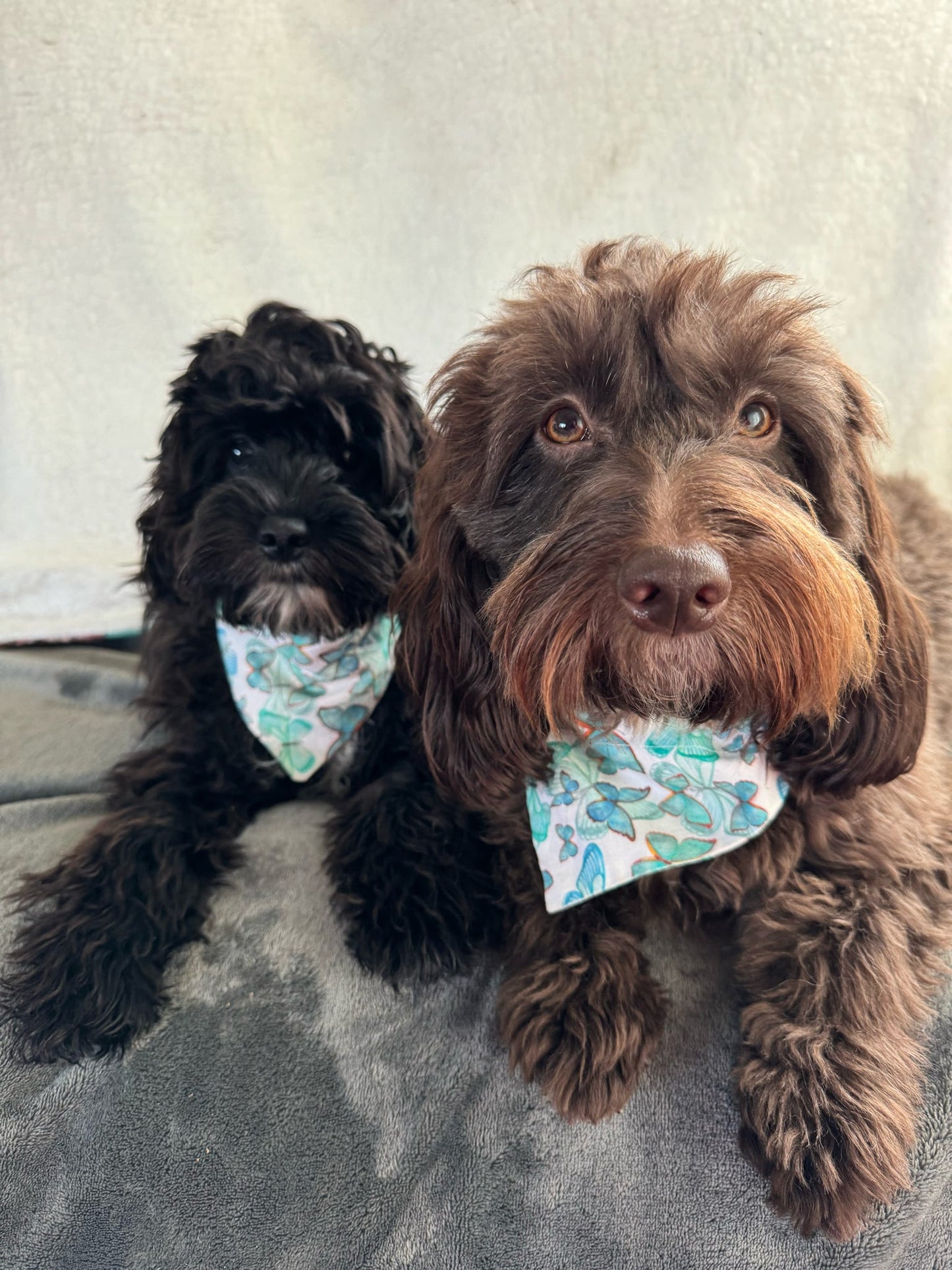 ‘Butterfly Kisses’ Pet Bandana