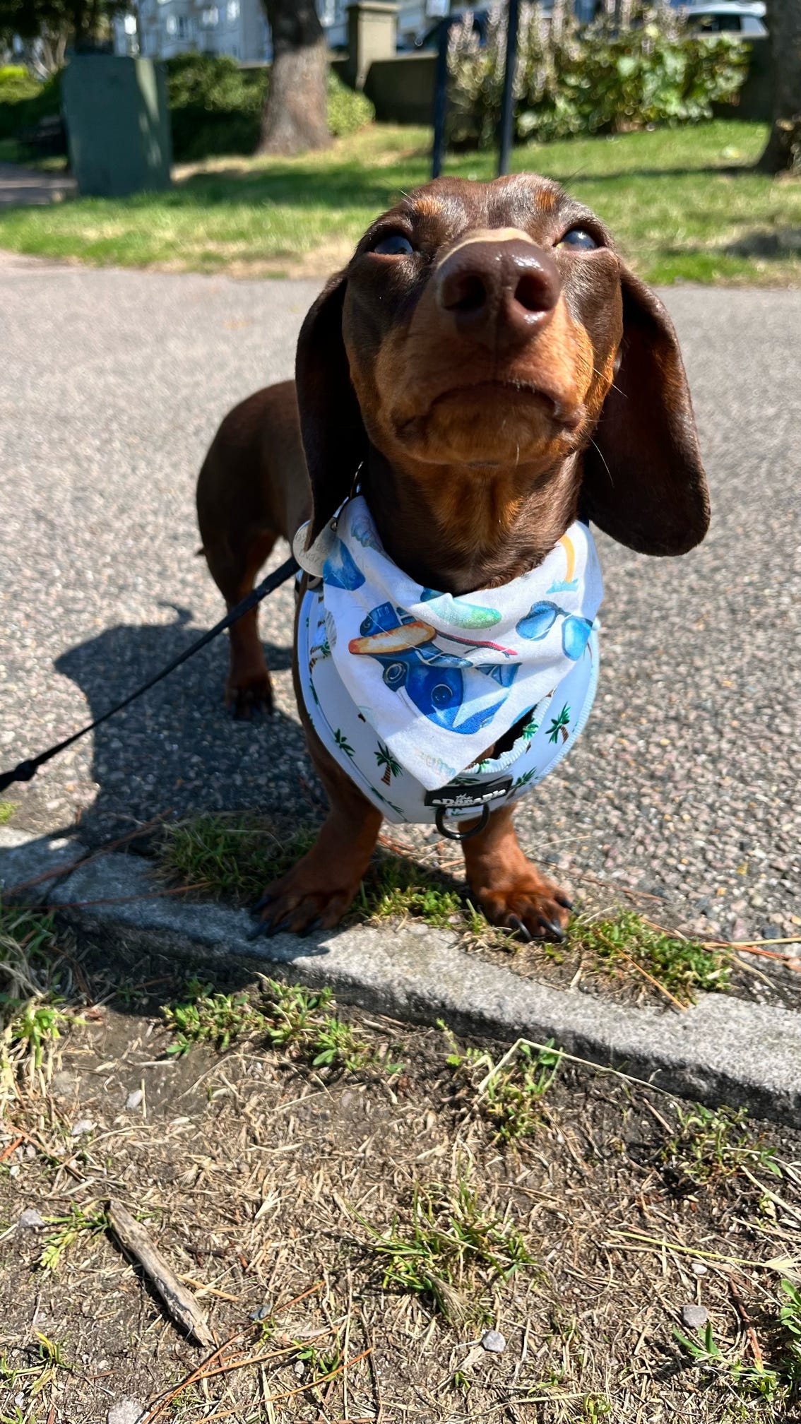 ‘Adventure Ready’ Pet Bandana