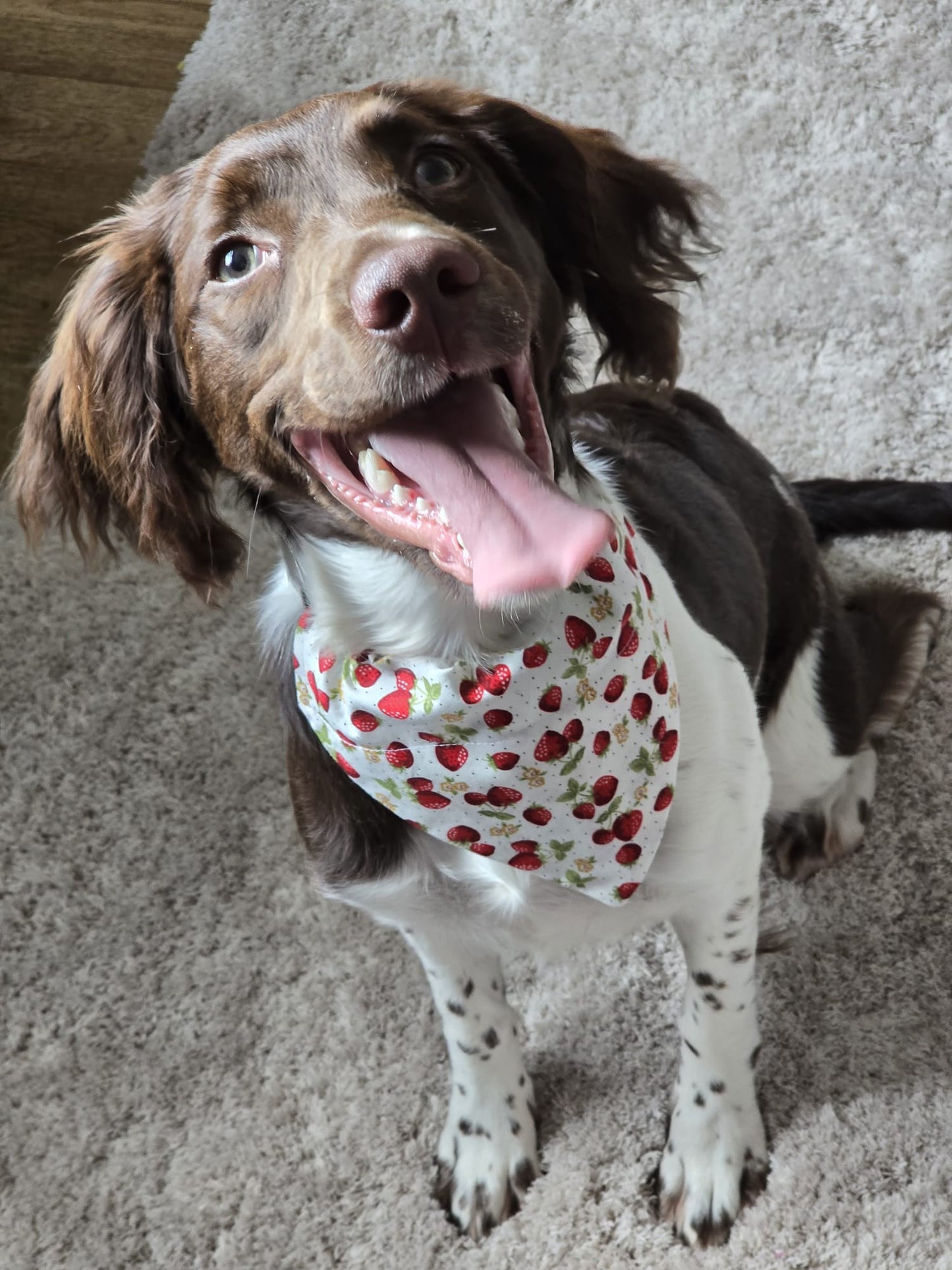 Strawberries & Cream Pet Bandana